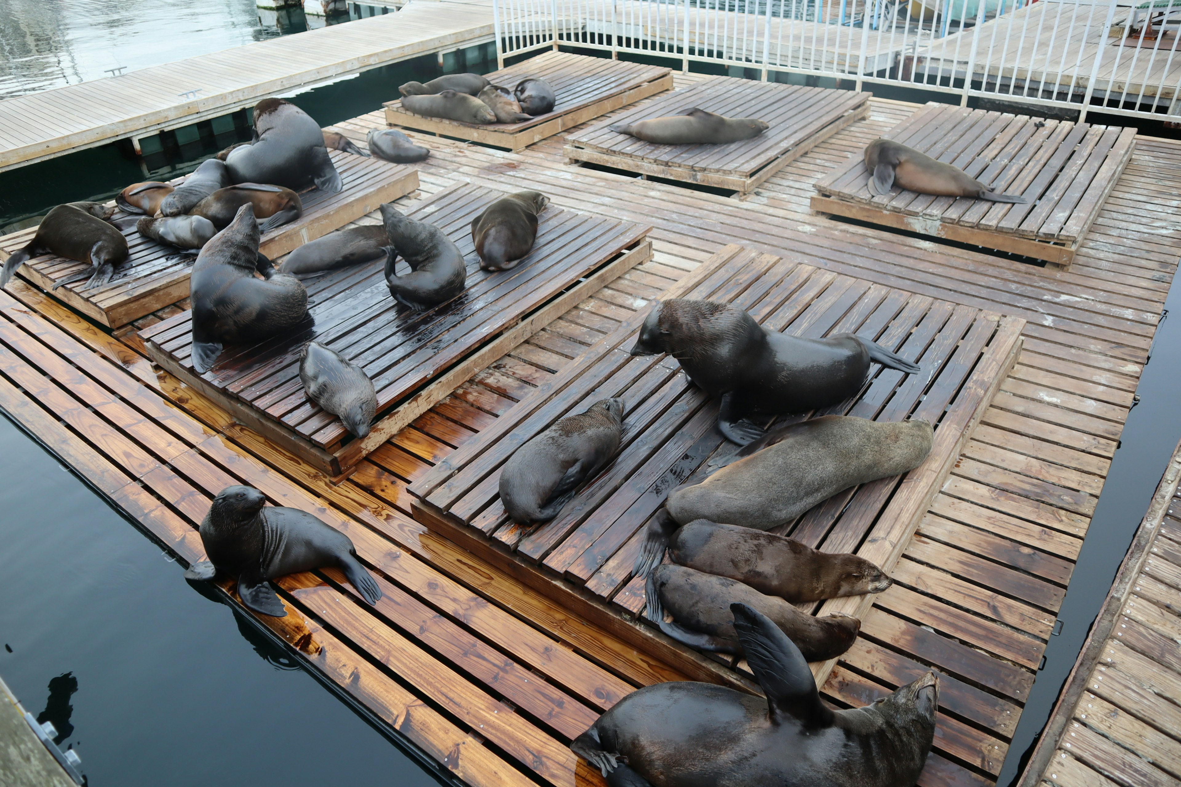 A group of sea lions resting on wooden platforms