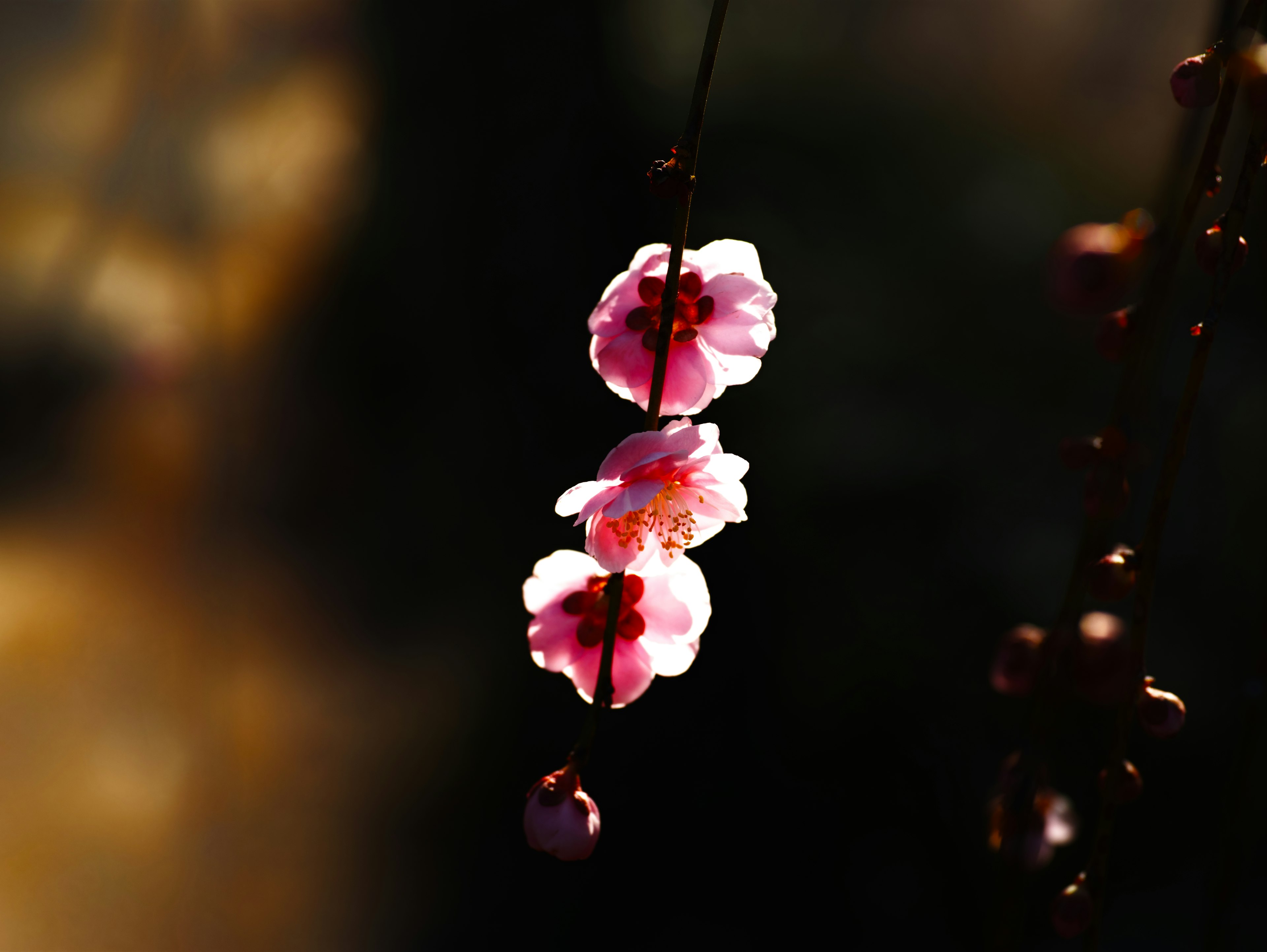 暗い背景に浮かぶ桜の花のクローズアップ