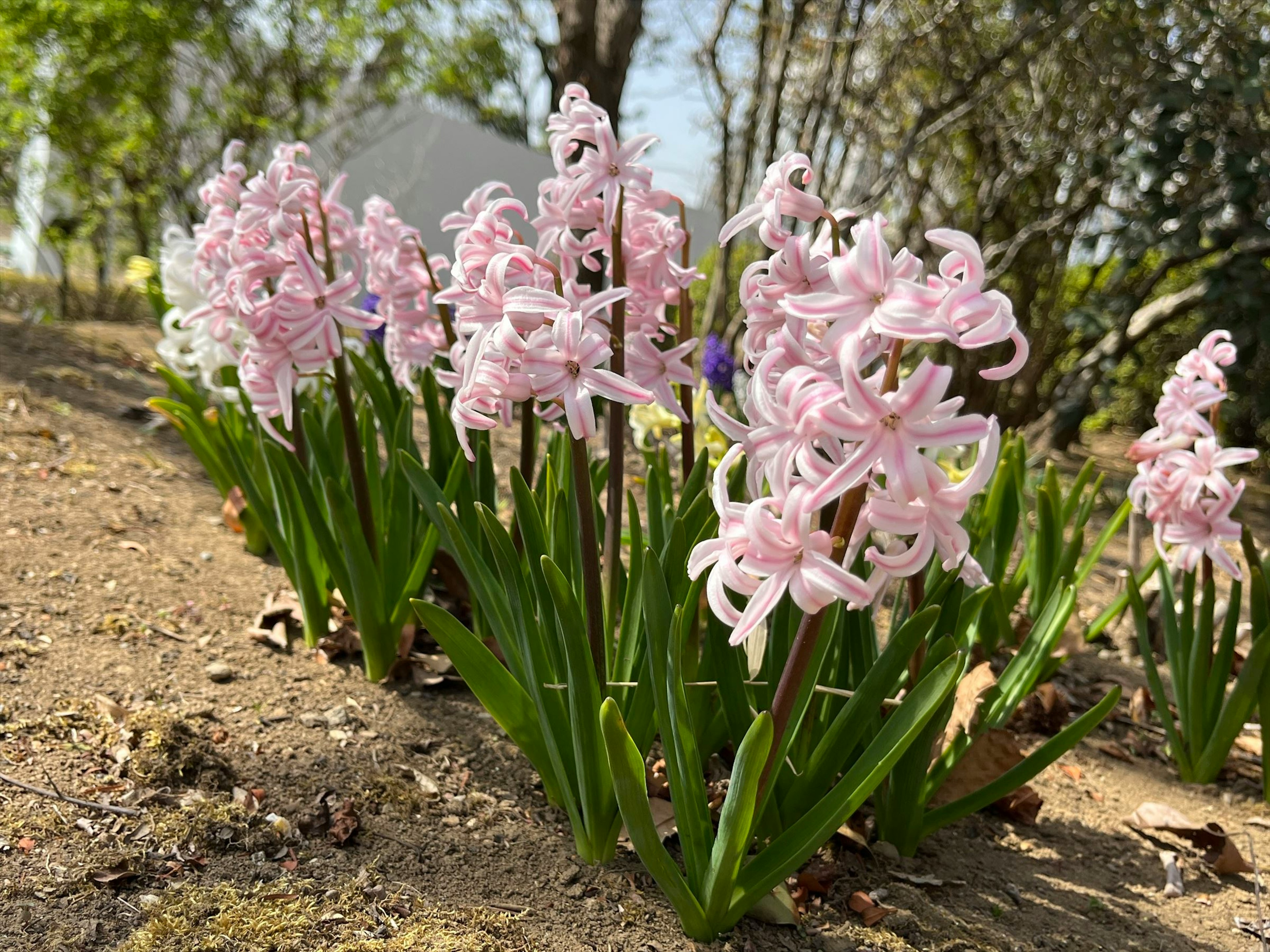 Fila de jacintos rosa pálido en un jardín