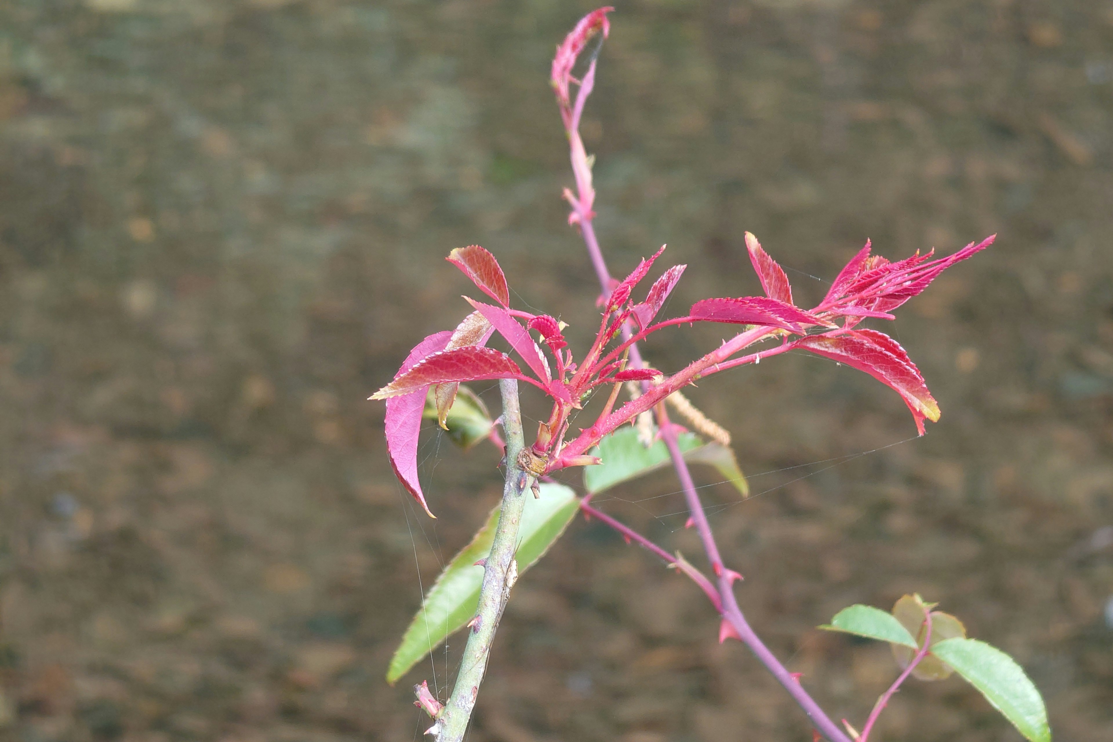 A plant branch featuring green leaves and reddish-purple new shoots