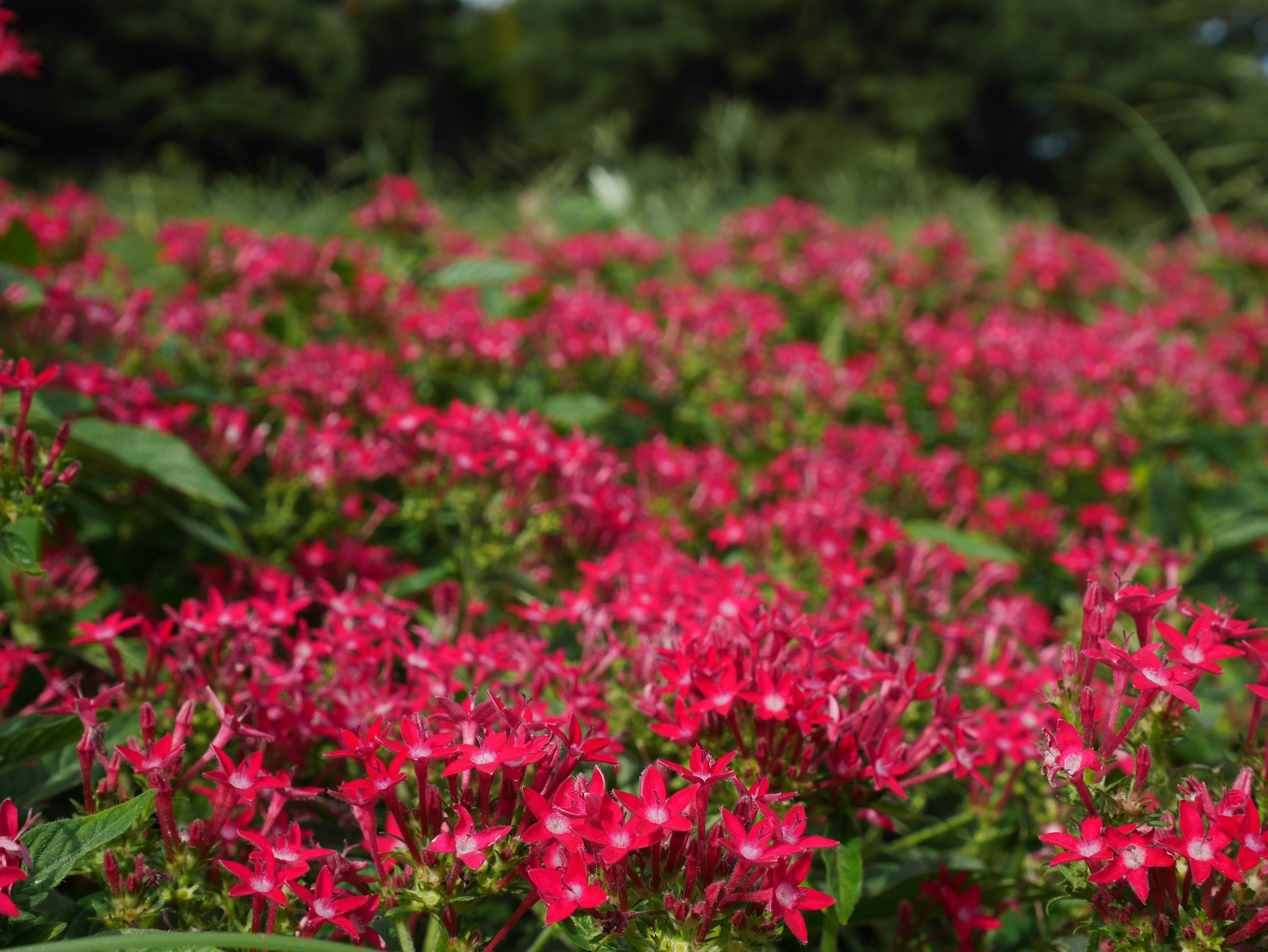 Campo vibrante de flores rojas en plena floración en un entorno natural