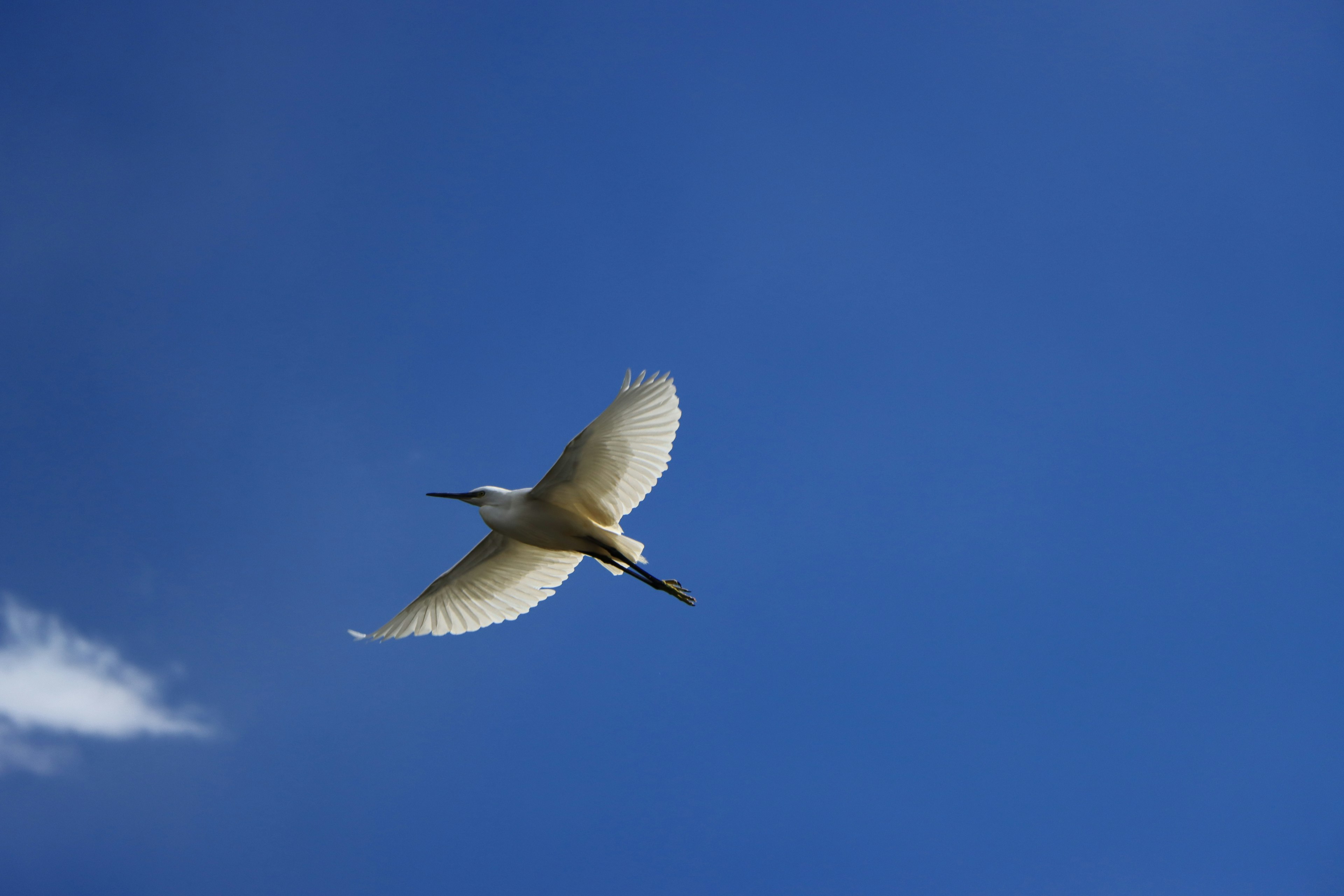 Un oiseau blanc volant contre un ciel bleu