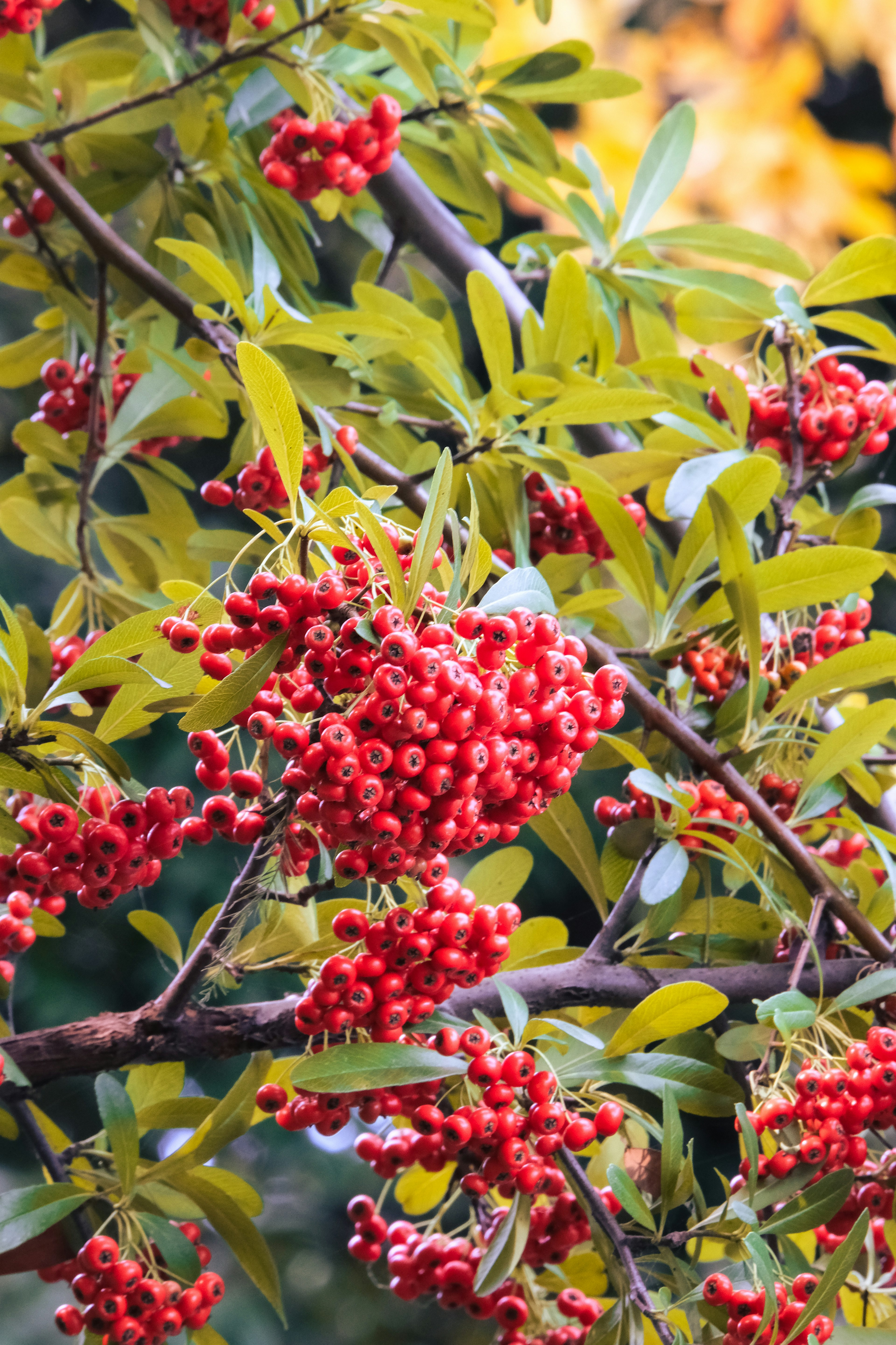 Äste mit Trauben roter Beeren und grünen Blättern