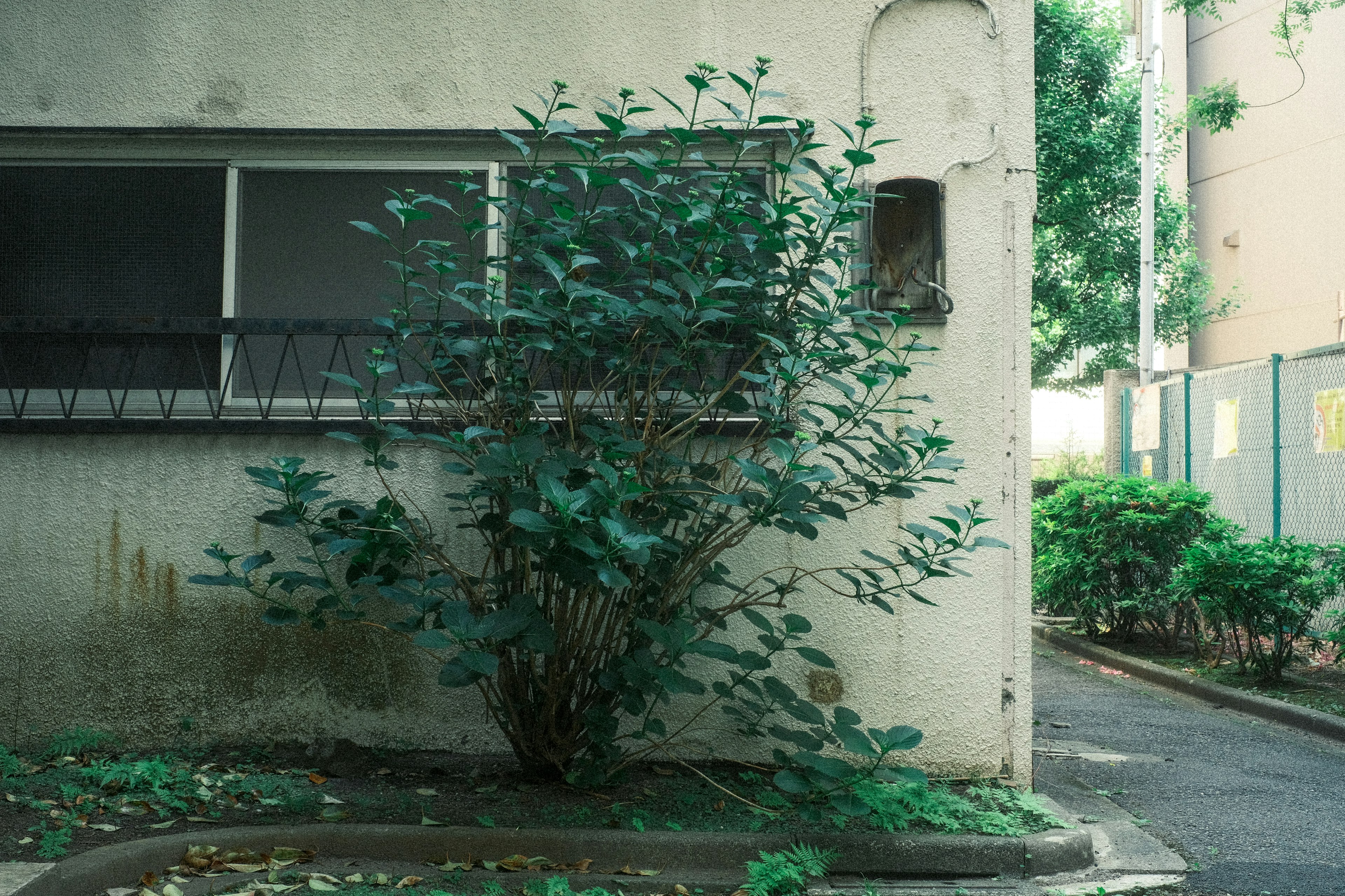 Buisson vert luxuriant poussant au coin d'un vieux bâtiment