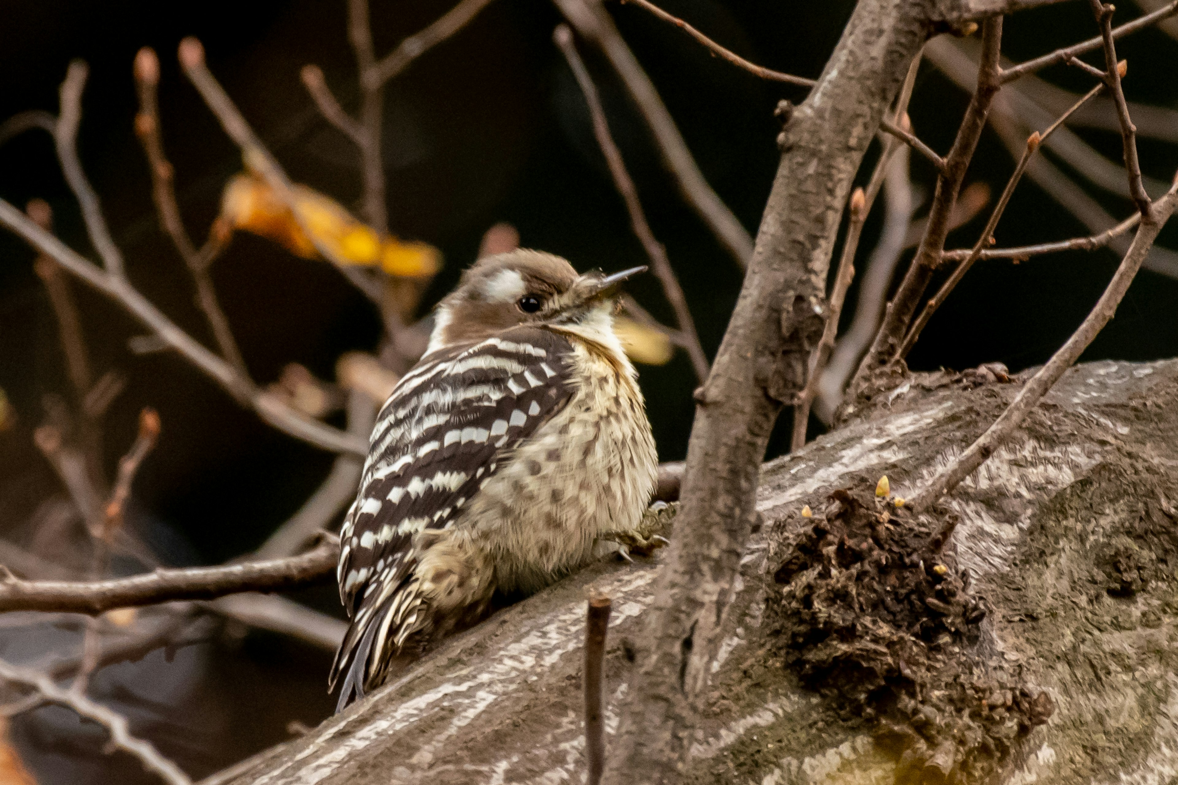 A small bird resembling a woodpecker perched on a tree trunk