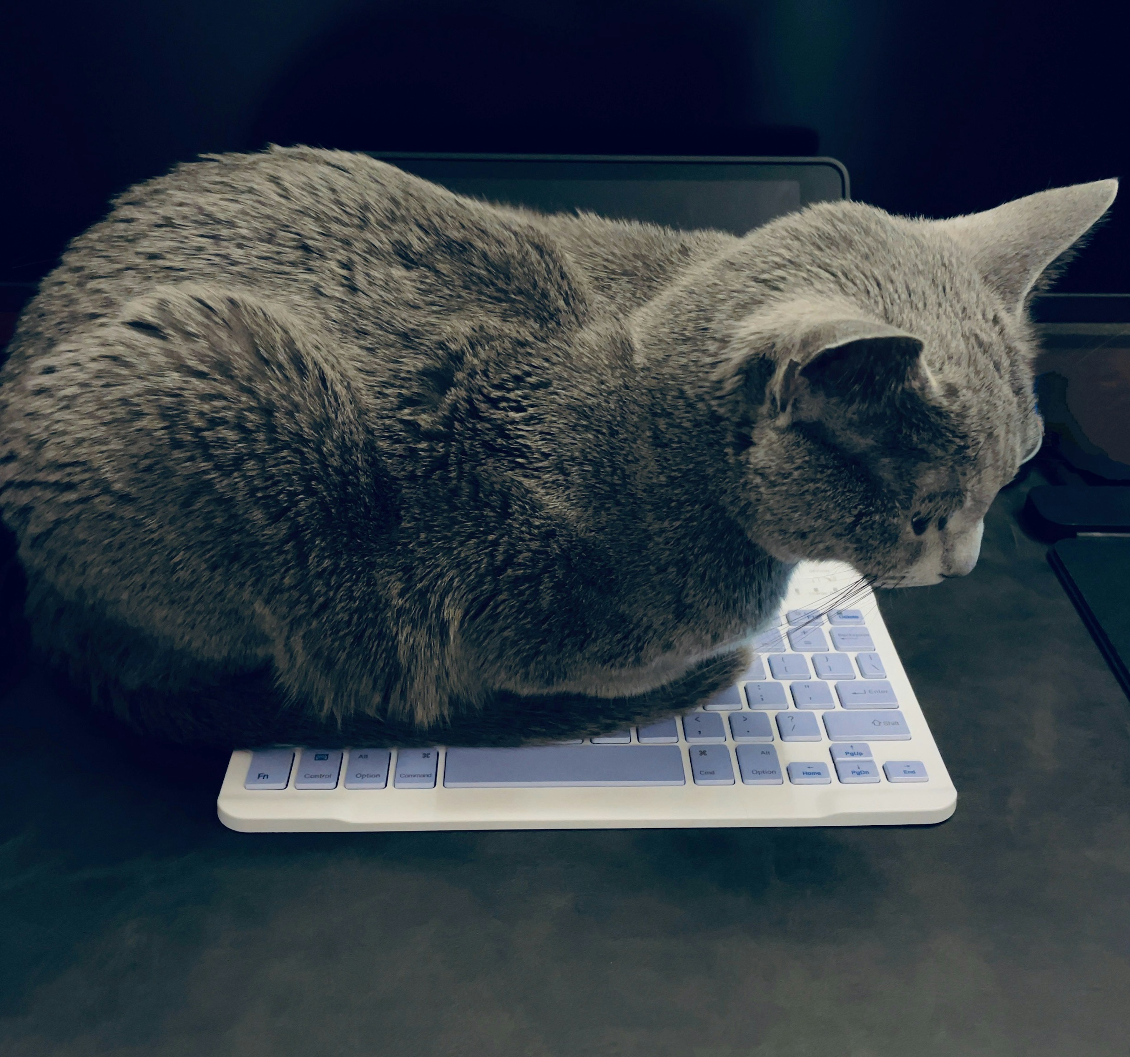 Gato gris sentado sobre un teclado