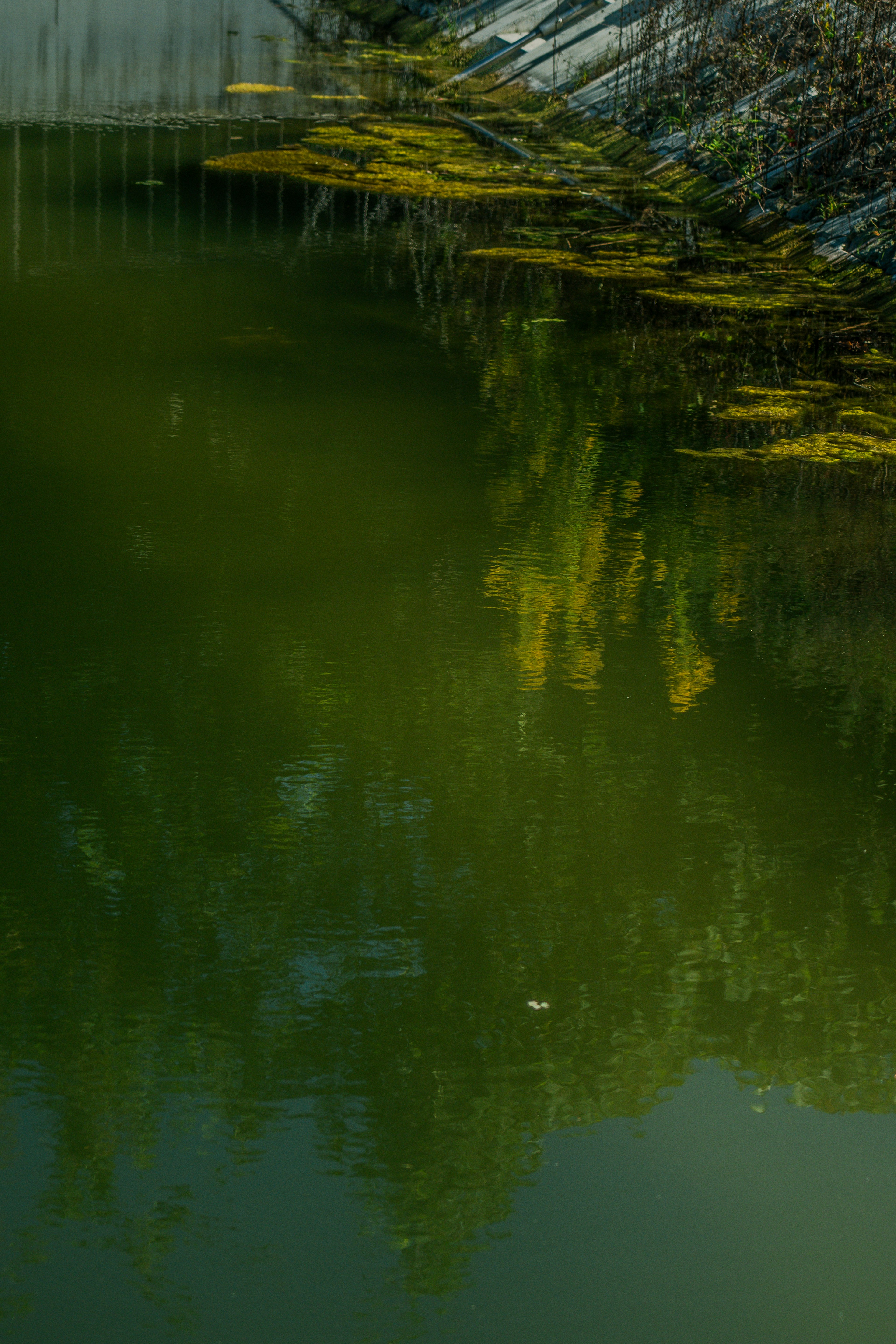 Scena serena di uno stagno con riflessi verdi e gialli sulla superficie dell'acqua