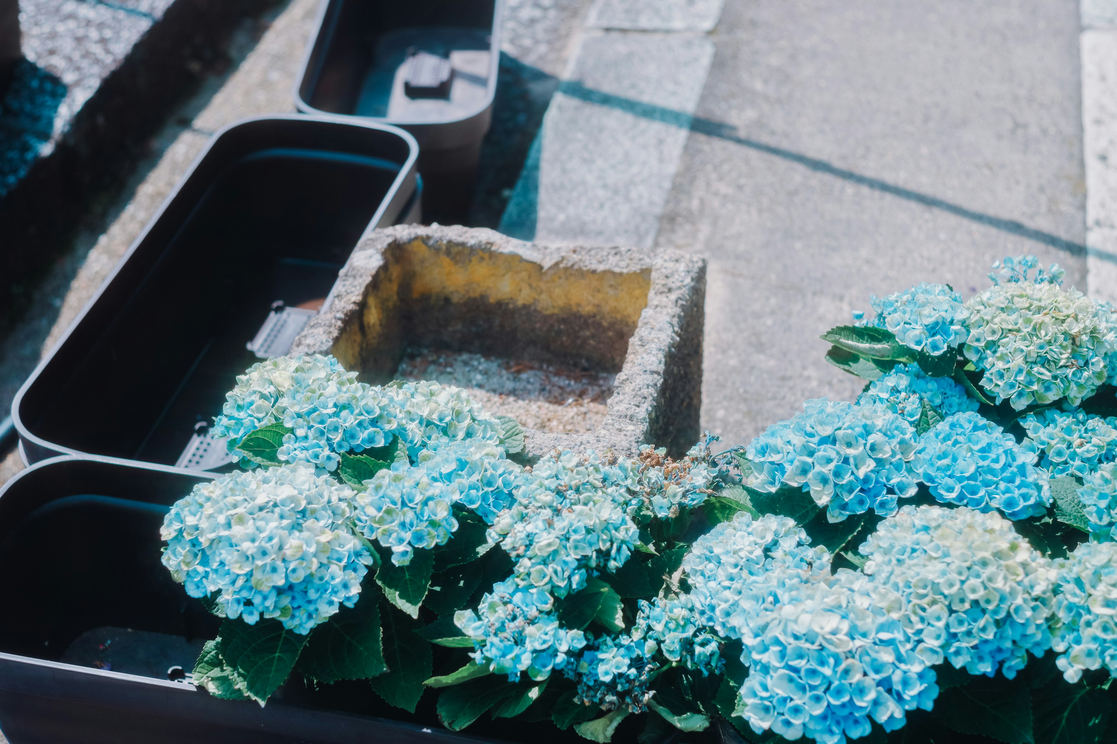 Blaue Hortensienblüten neben einem Blumentopf