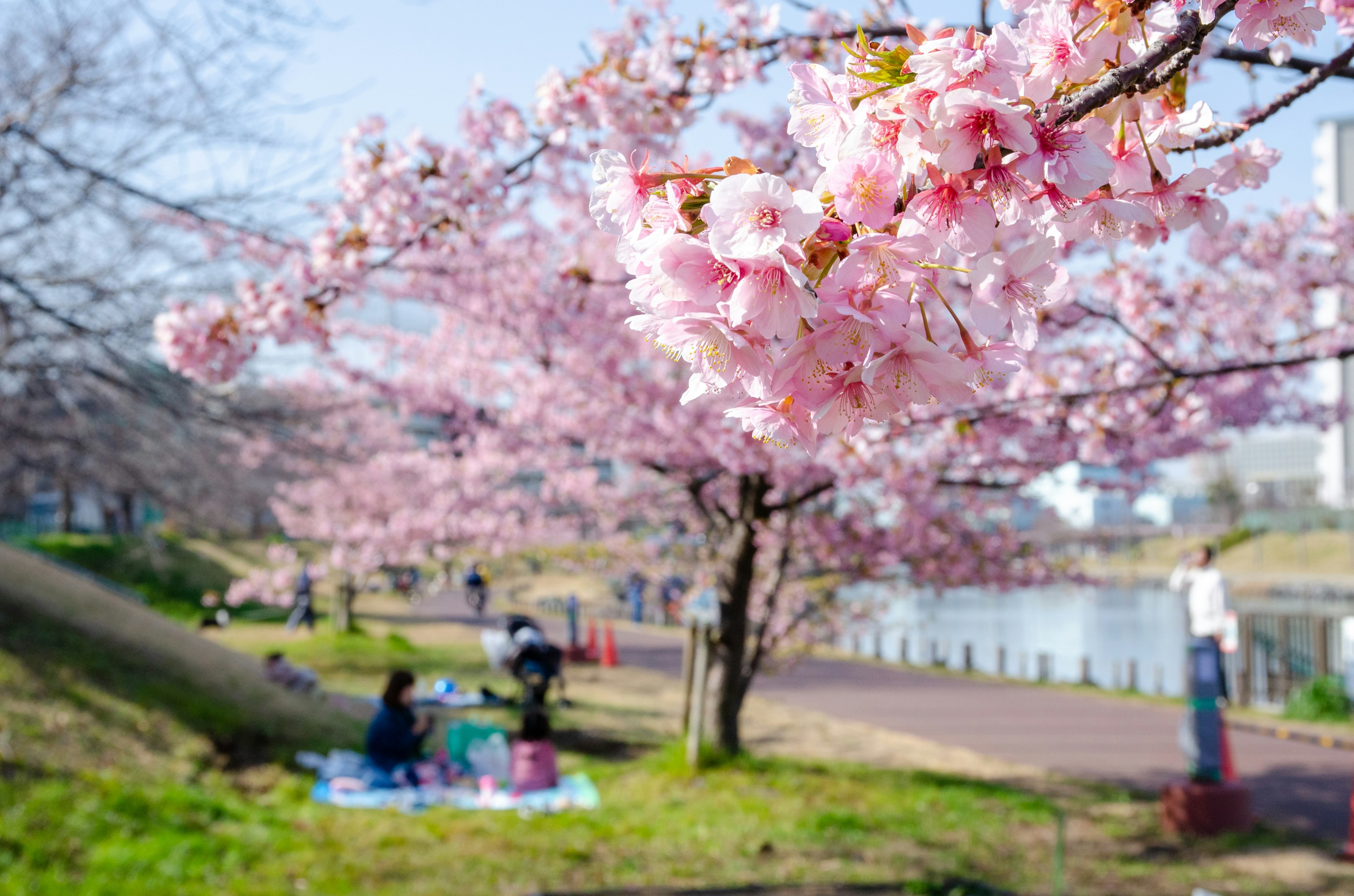 Kirschblütenbäume in einem Park mit Menschen, die ein Picknick genießen