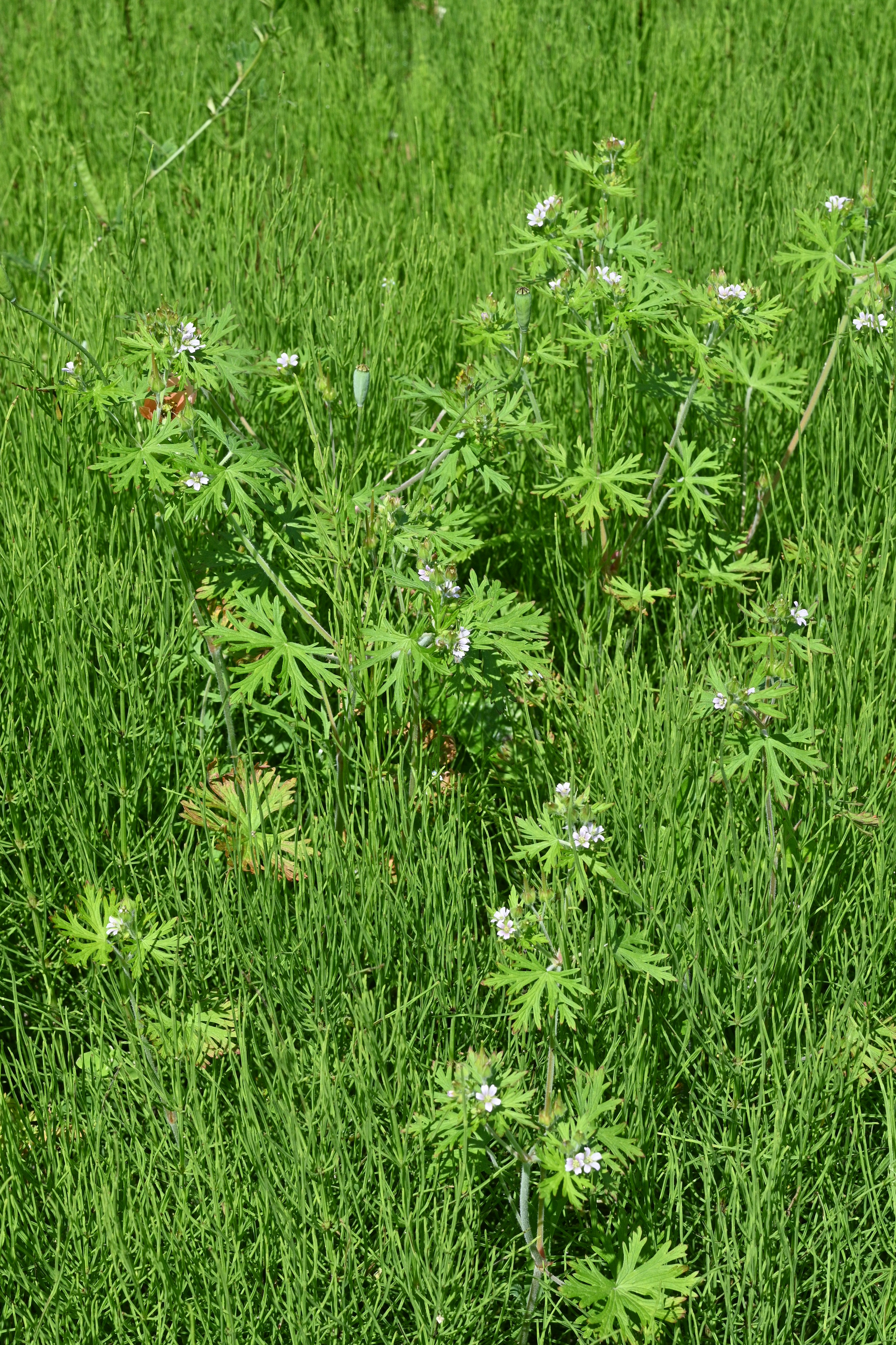 Kelompok tanaman dengan bunga putih di padang rumput hijau