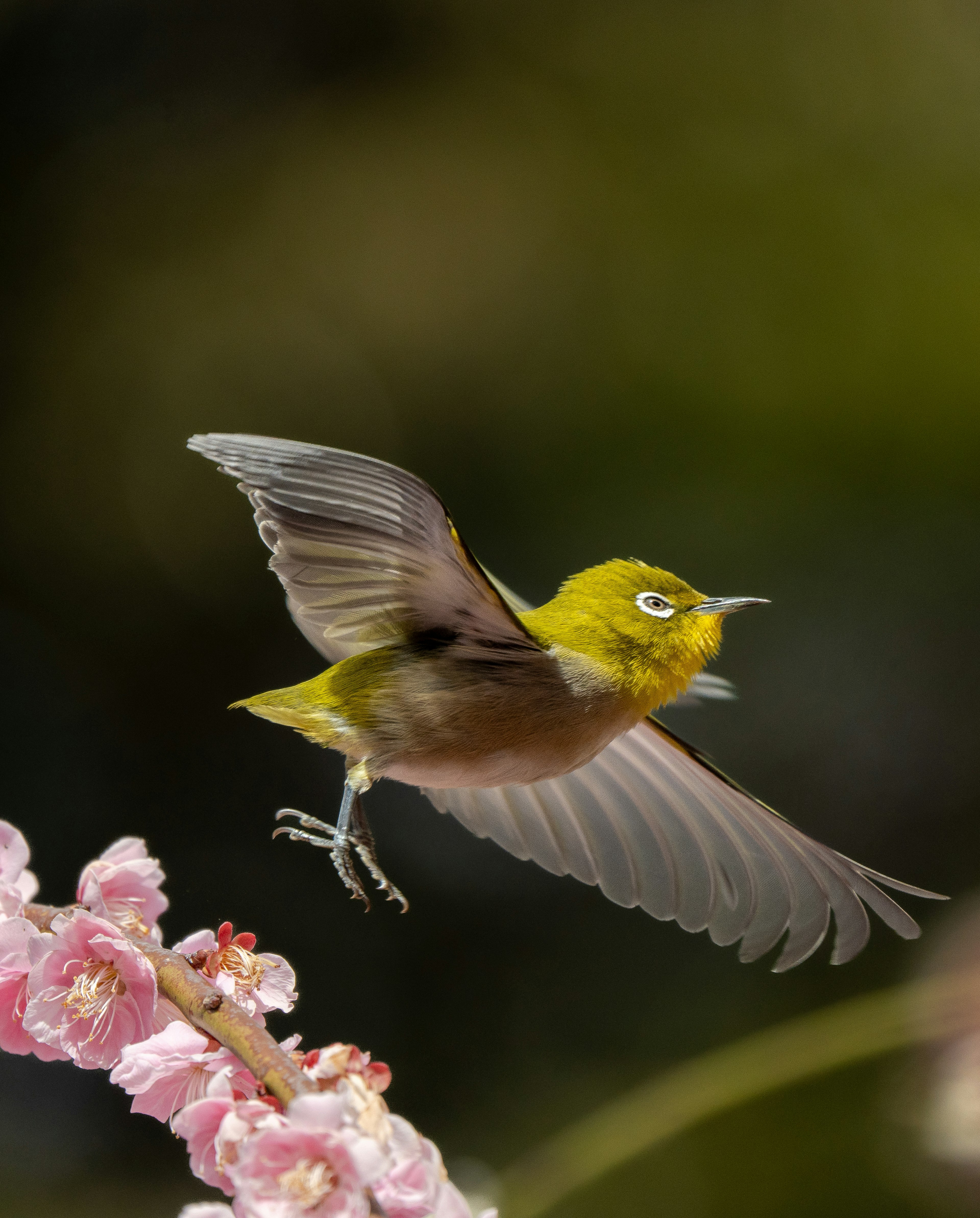 飛んでいるメジロが桃の花に近づいている画像