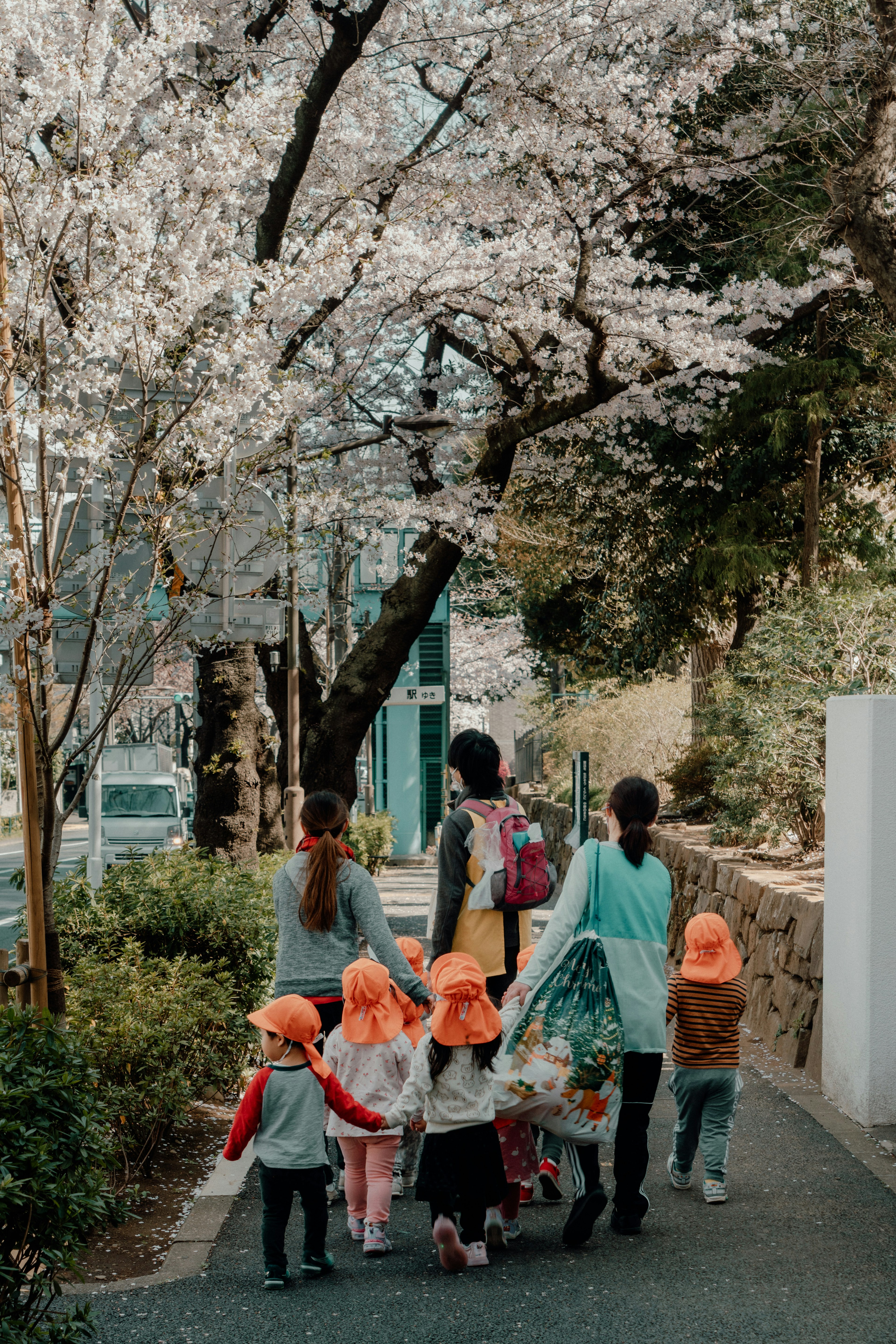 桜の木の下を歩く子供たちと大人のグループ