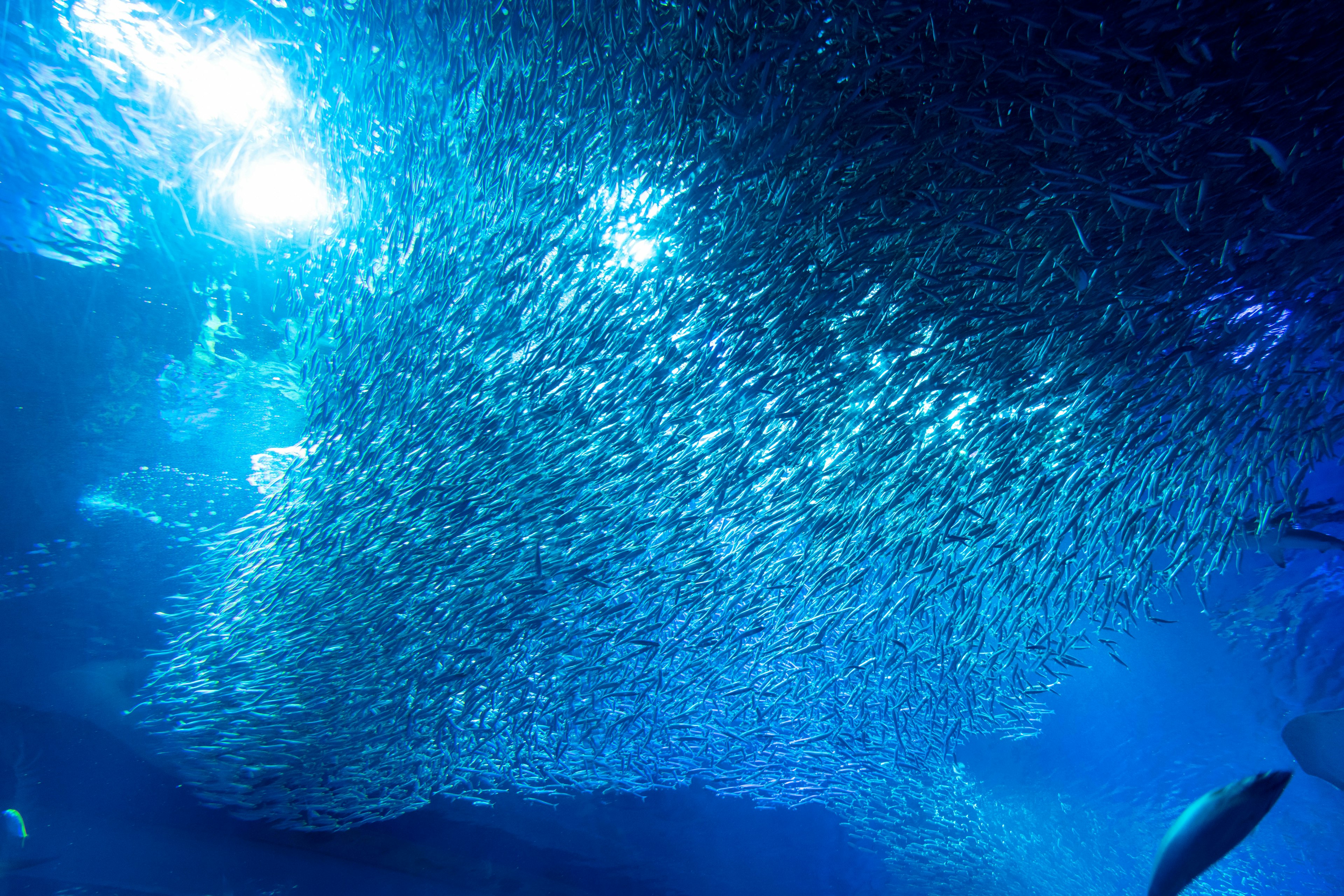 Un banco di pesci che nuotano in acqua blu riflettendo la luce