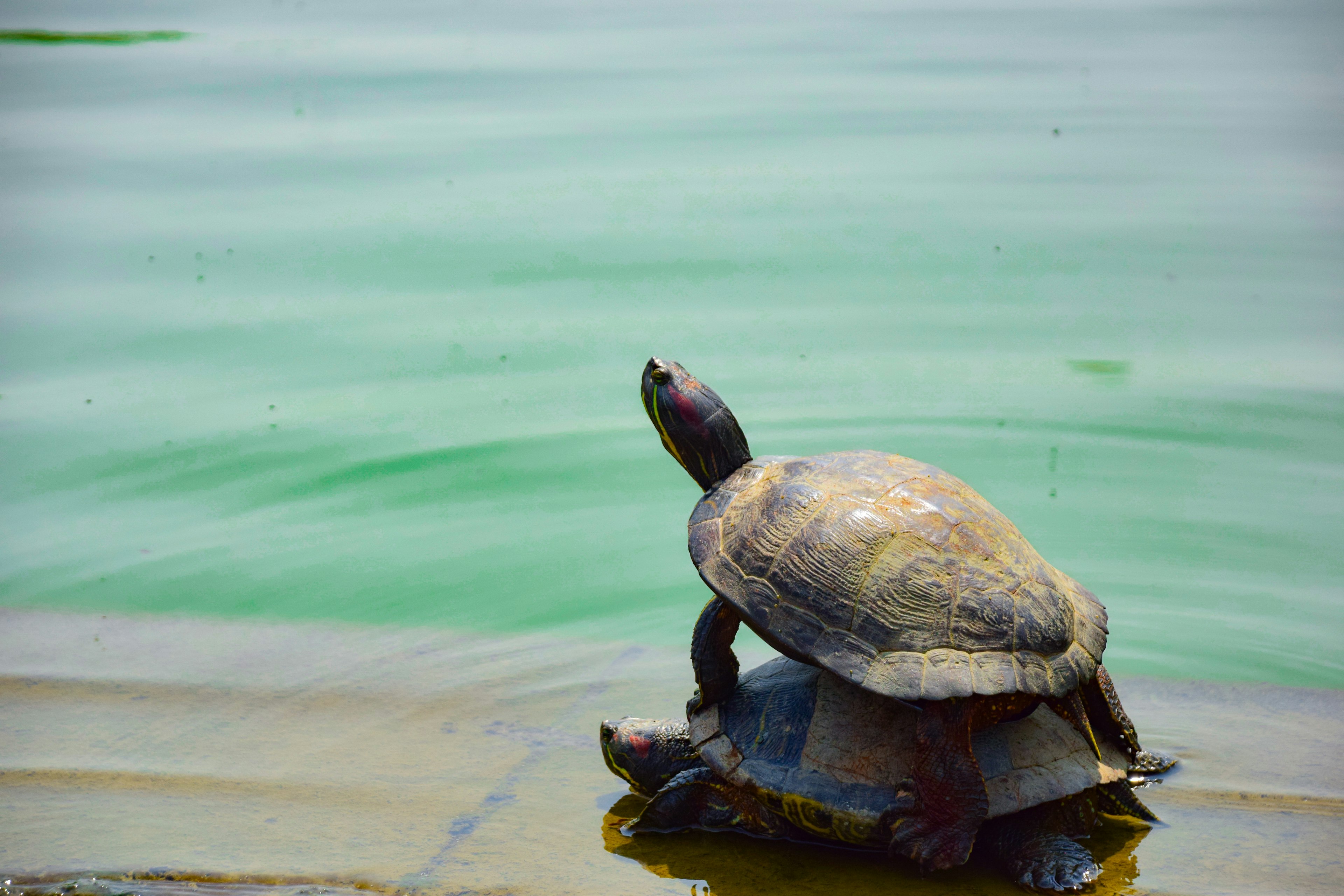 Two turtles resting by the water's edge