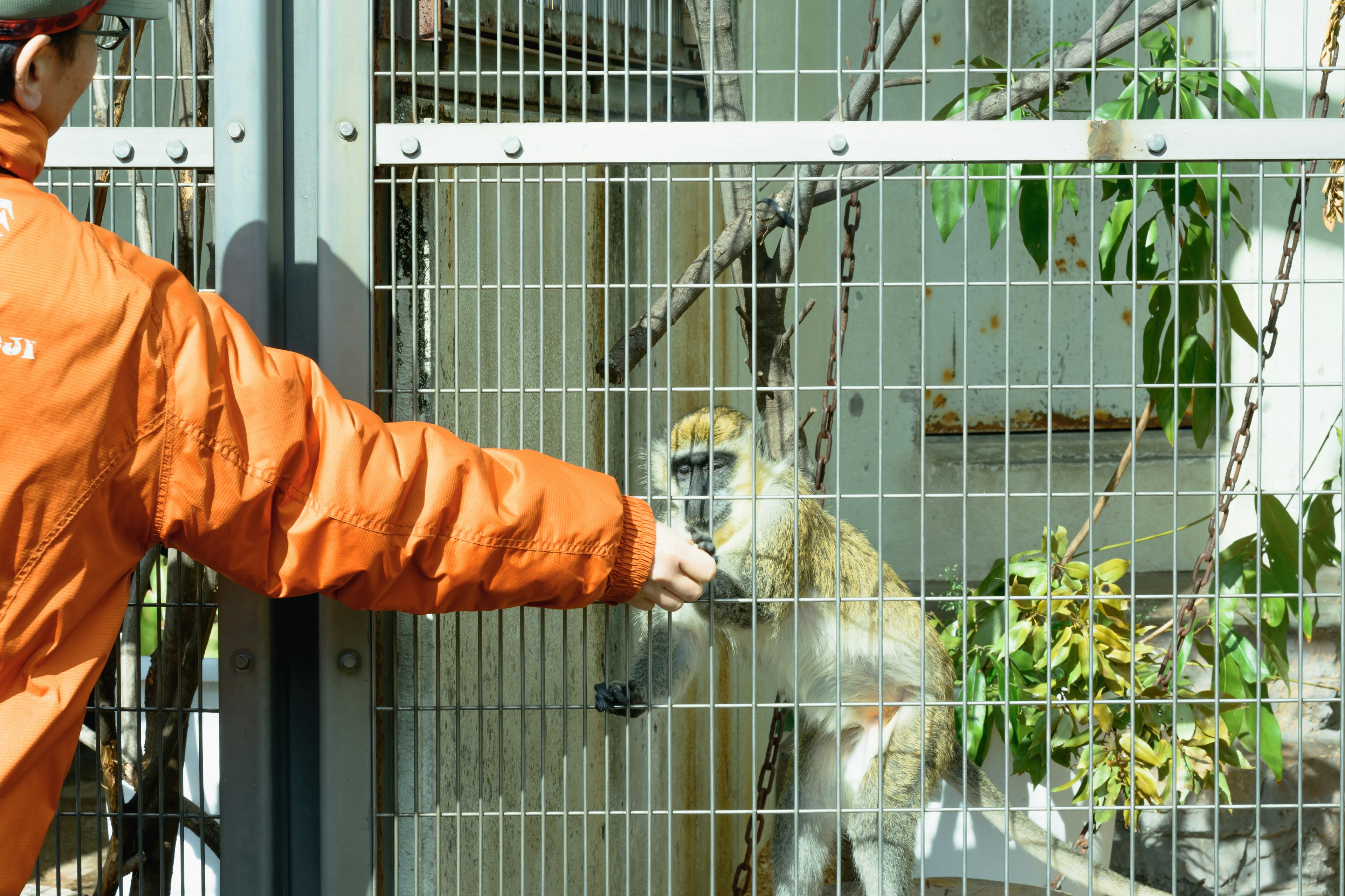 A person in an orange jacket feeding a monkey through a wire fence