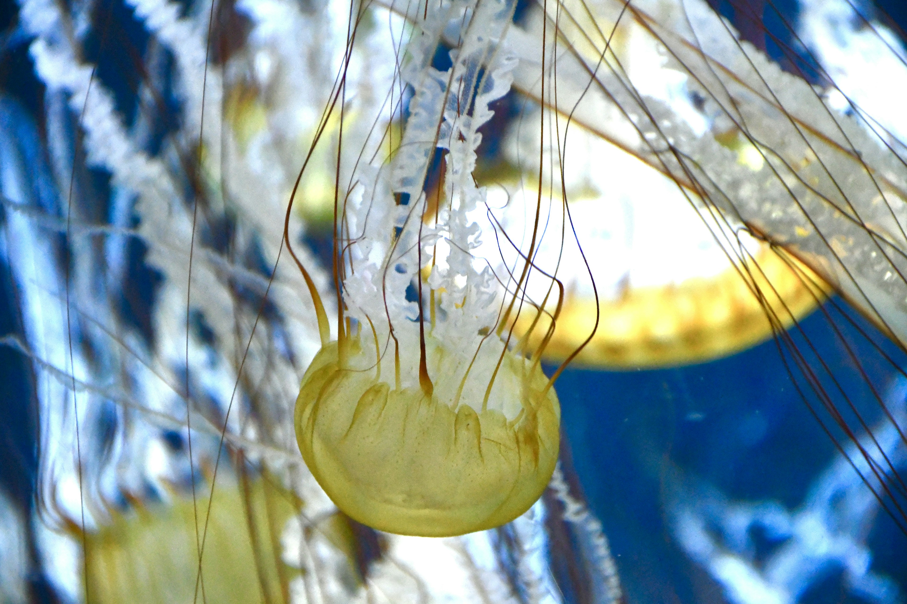 A group of yellow jellyfish floating in water with transparent tentacles