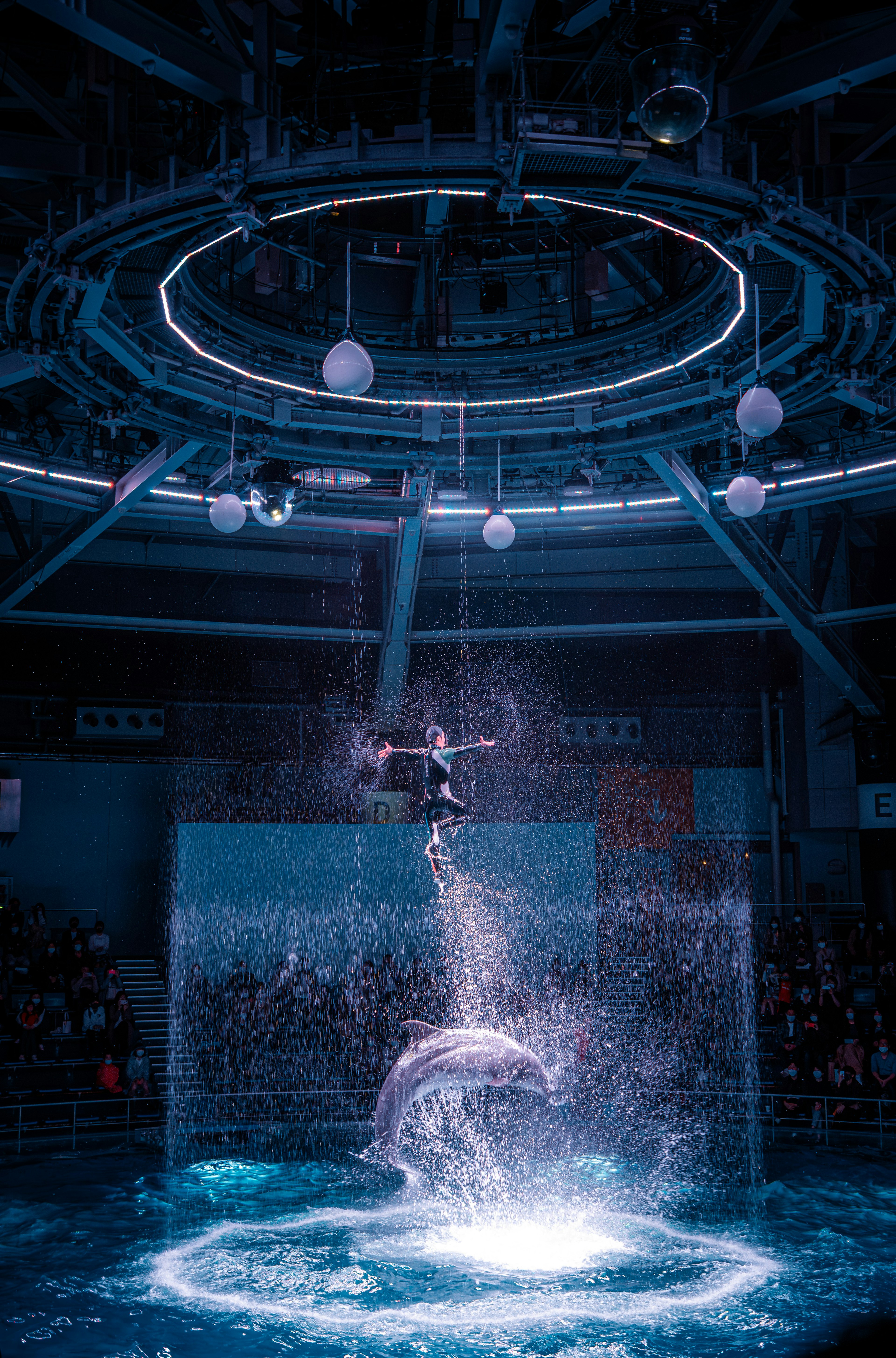 Delfin springt im Wasser mit Publikum in einer Aquariumszene