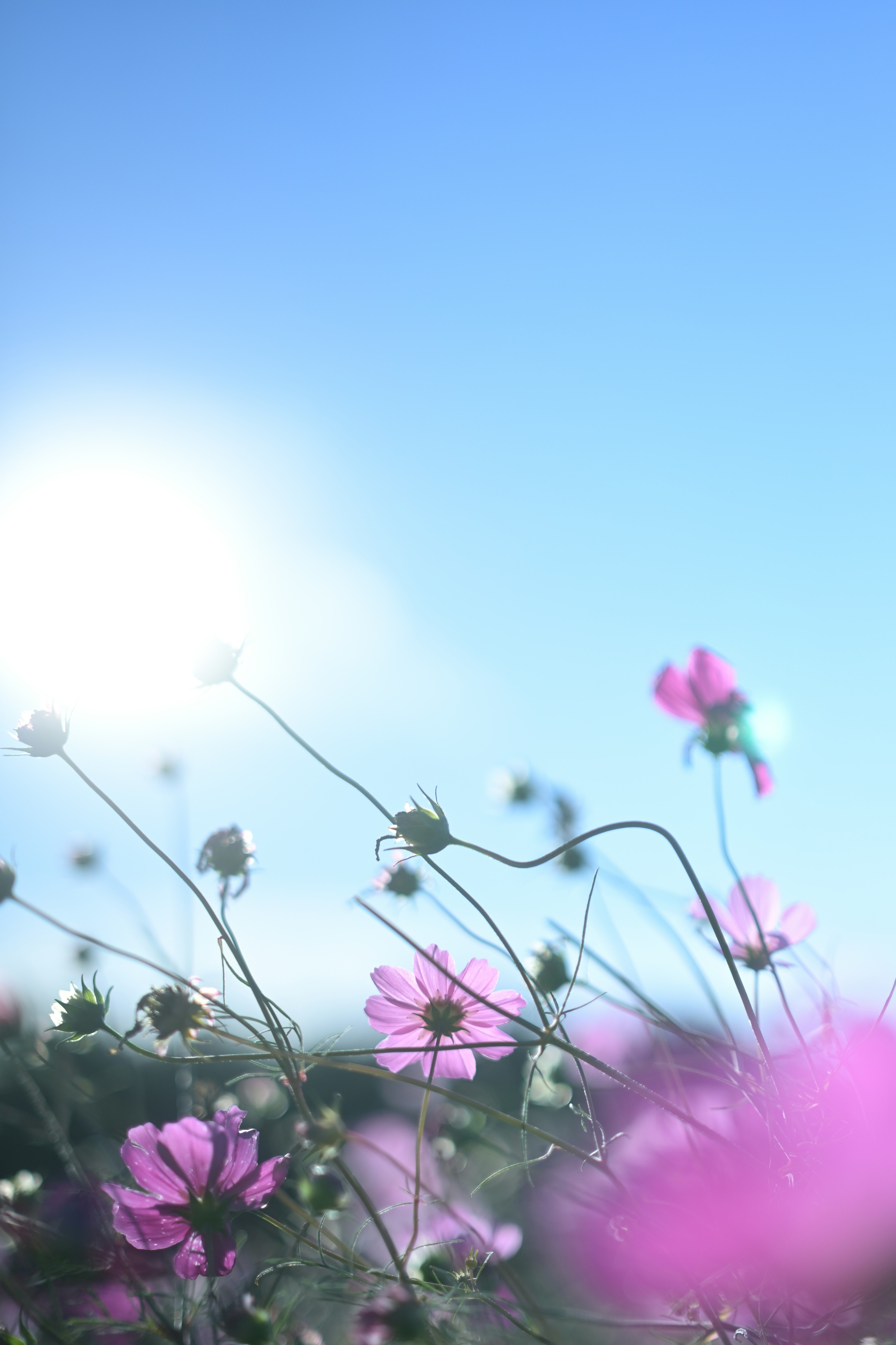 Pink flowers blooming under a clear blue sky with soft sunlight