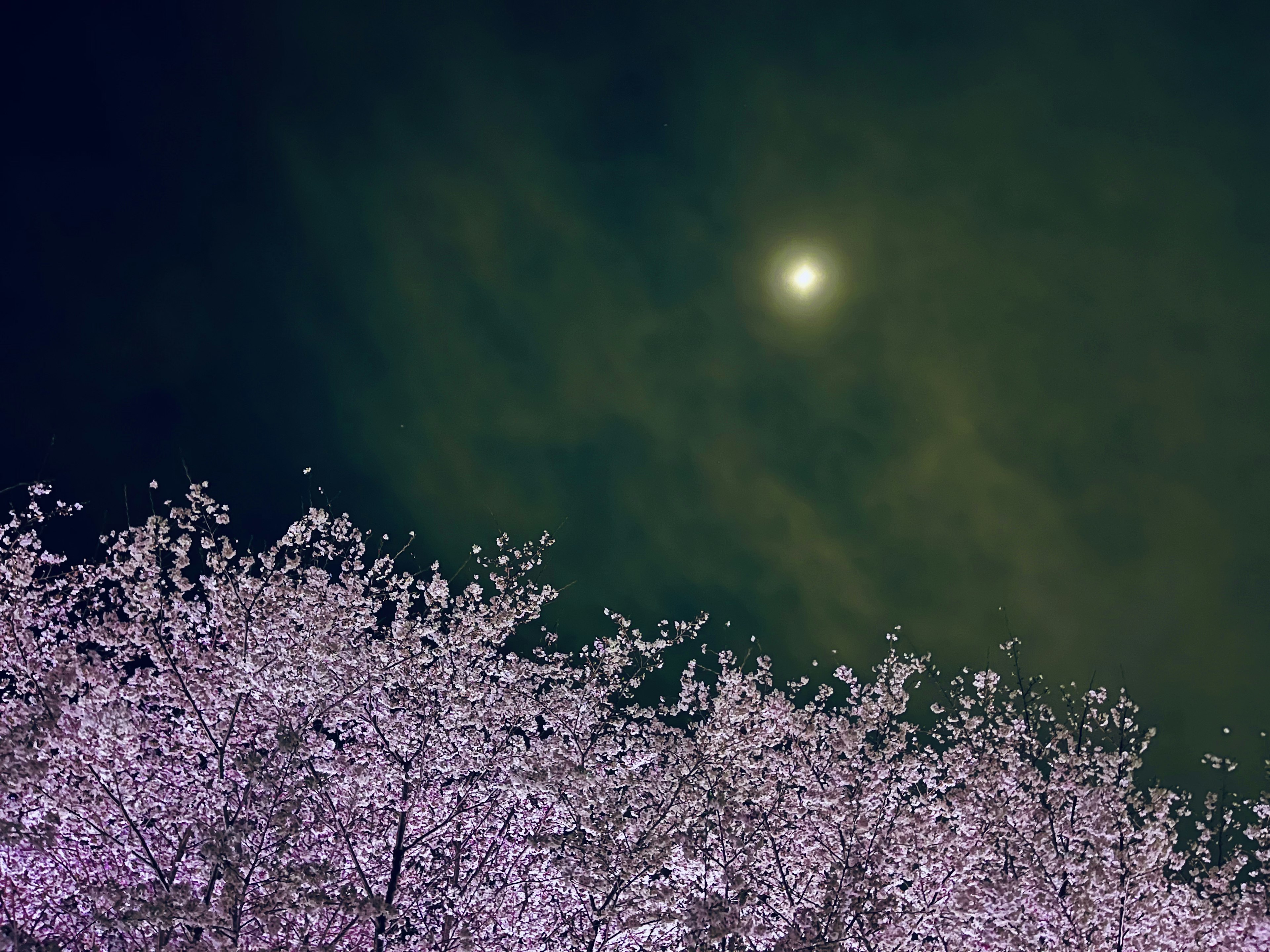 夜空に浮かぶ月と桜の花が映る幻想的な風景