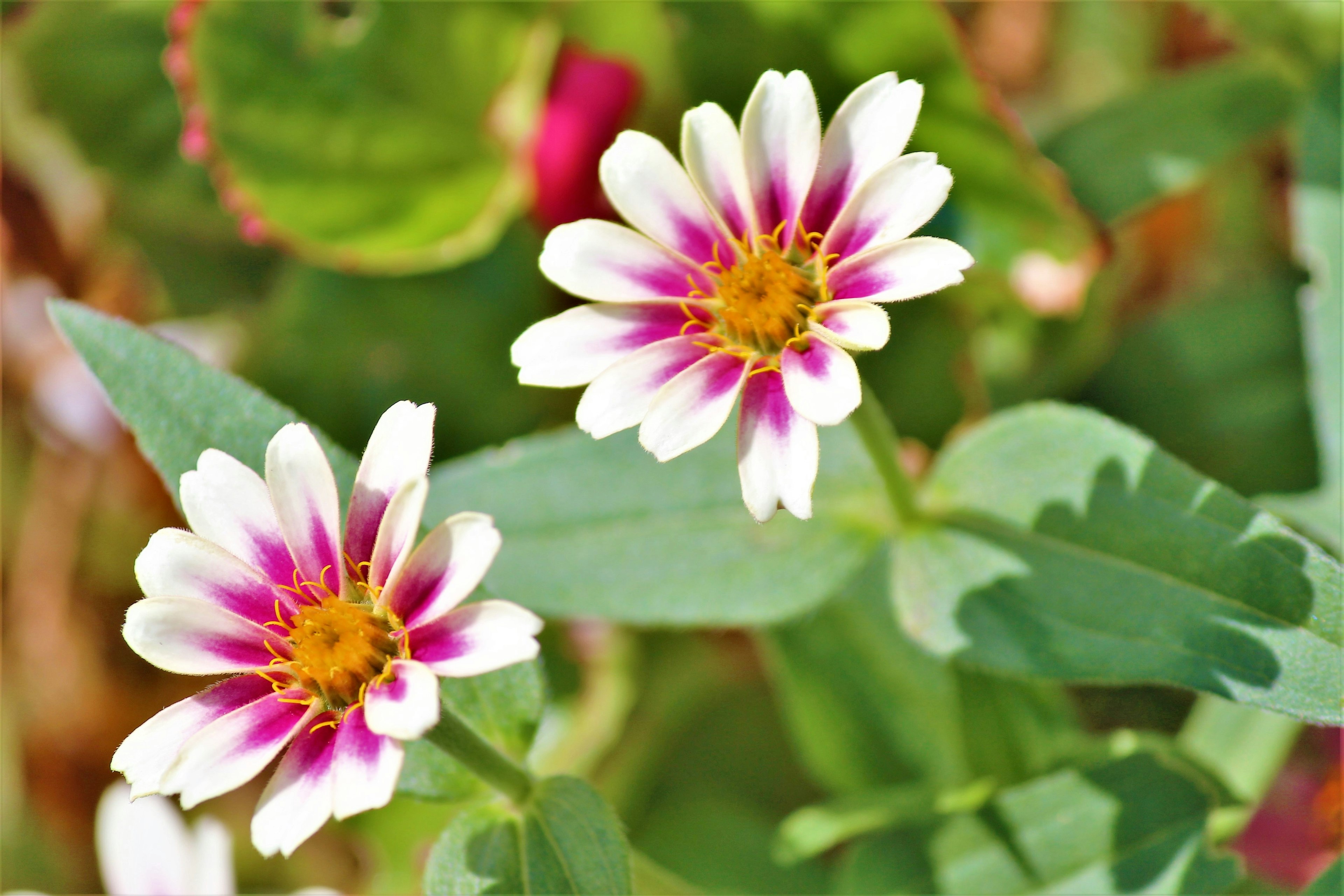 Two flowers with white petals and purple patterns blooming among green leaves