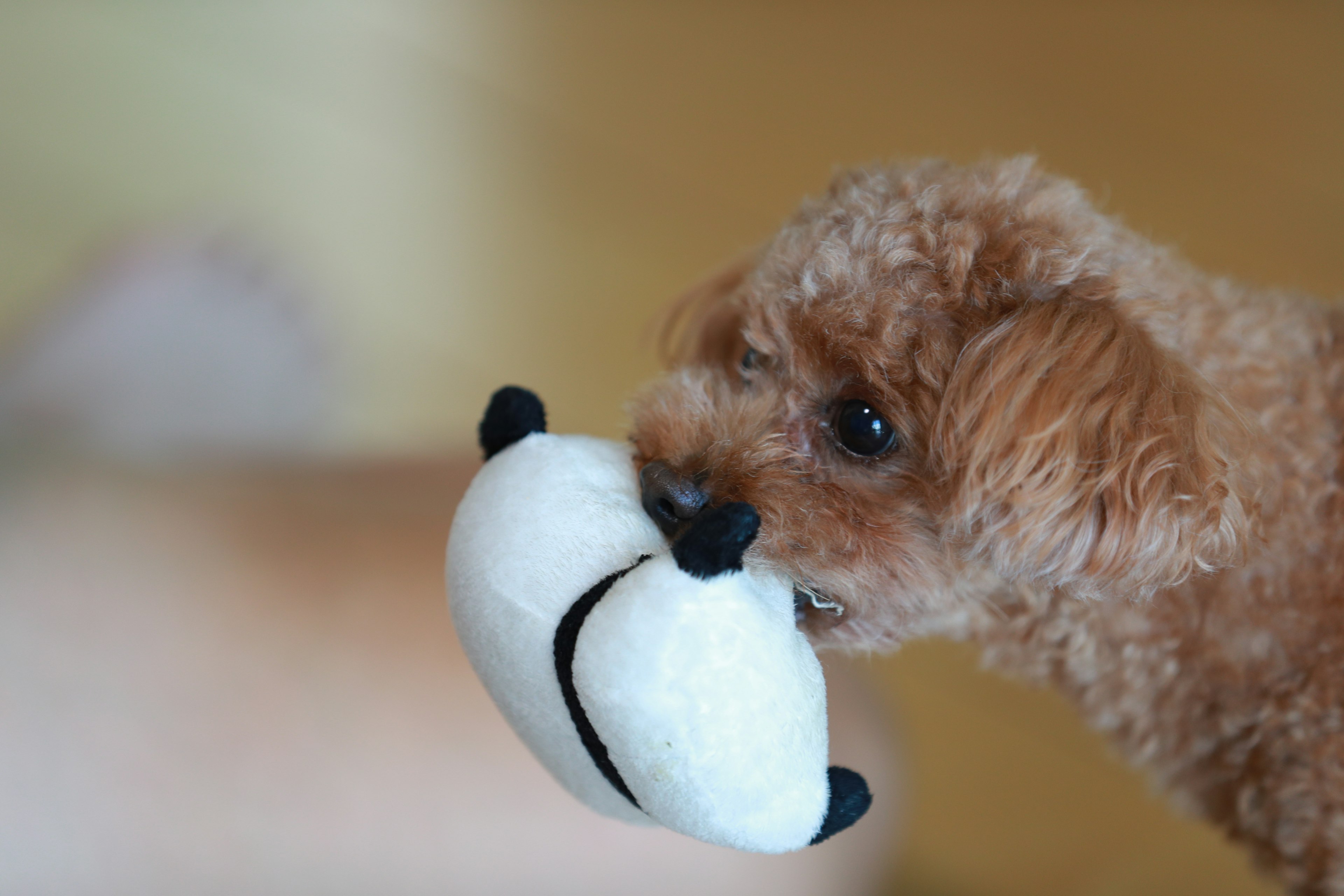 Petit chien brun tenant un jouet blanc dans sa bouche