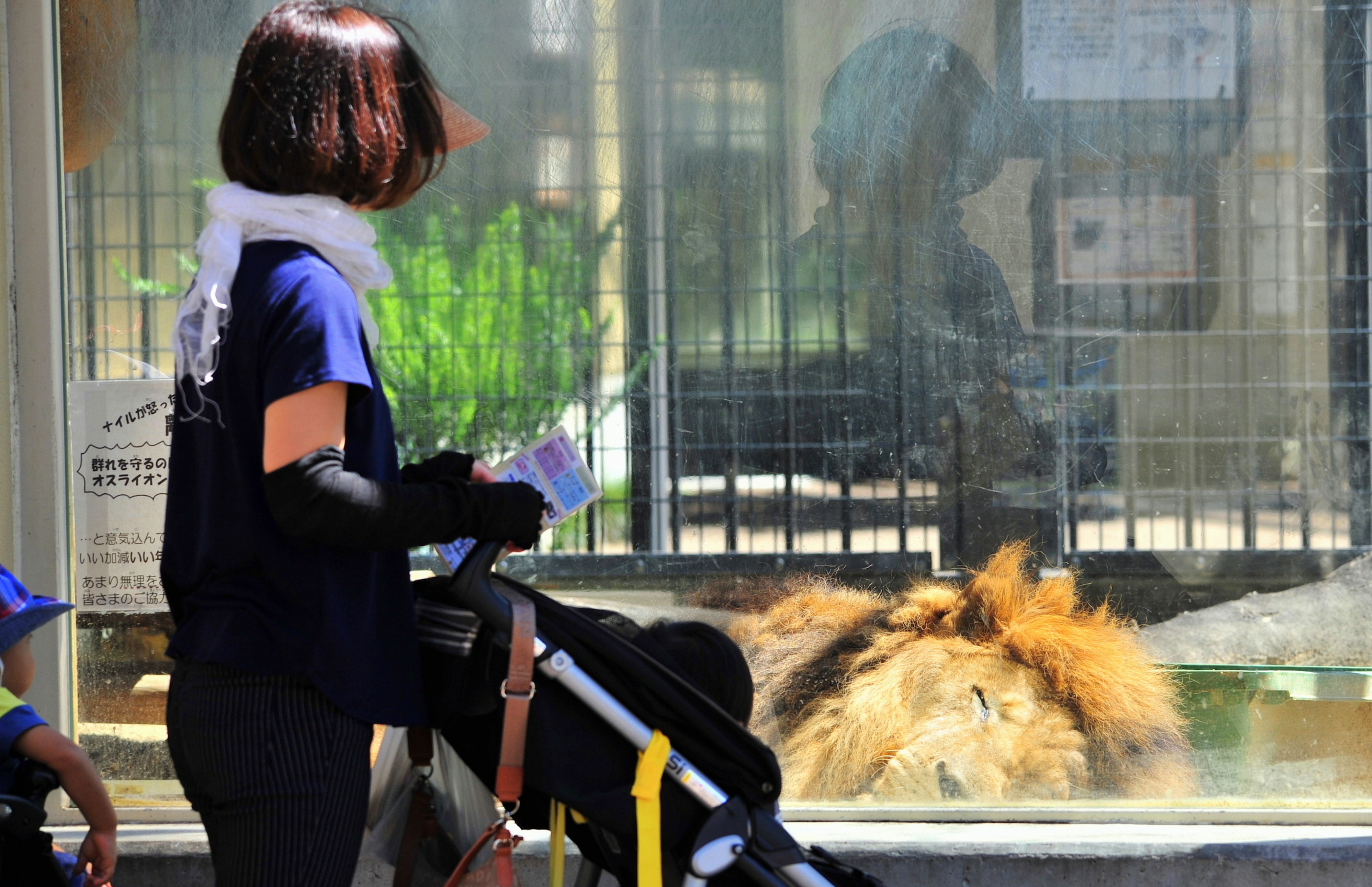 Une femme avec une poussette observant un lion au zoo