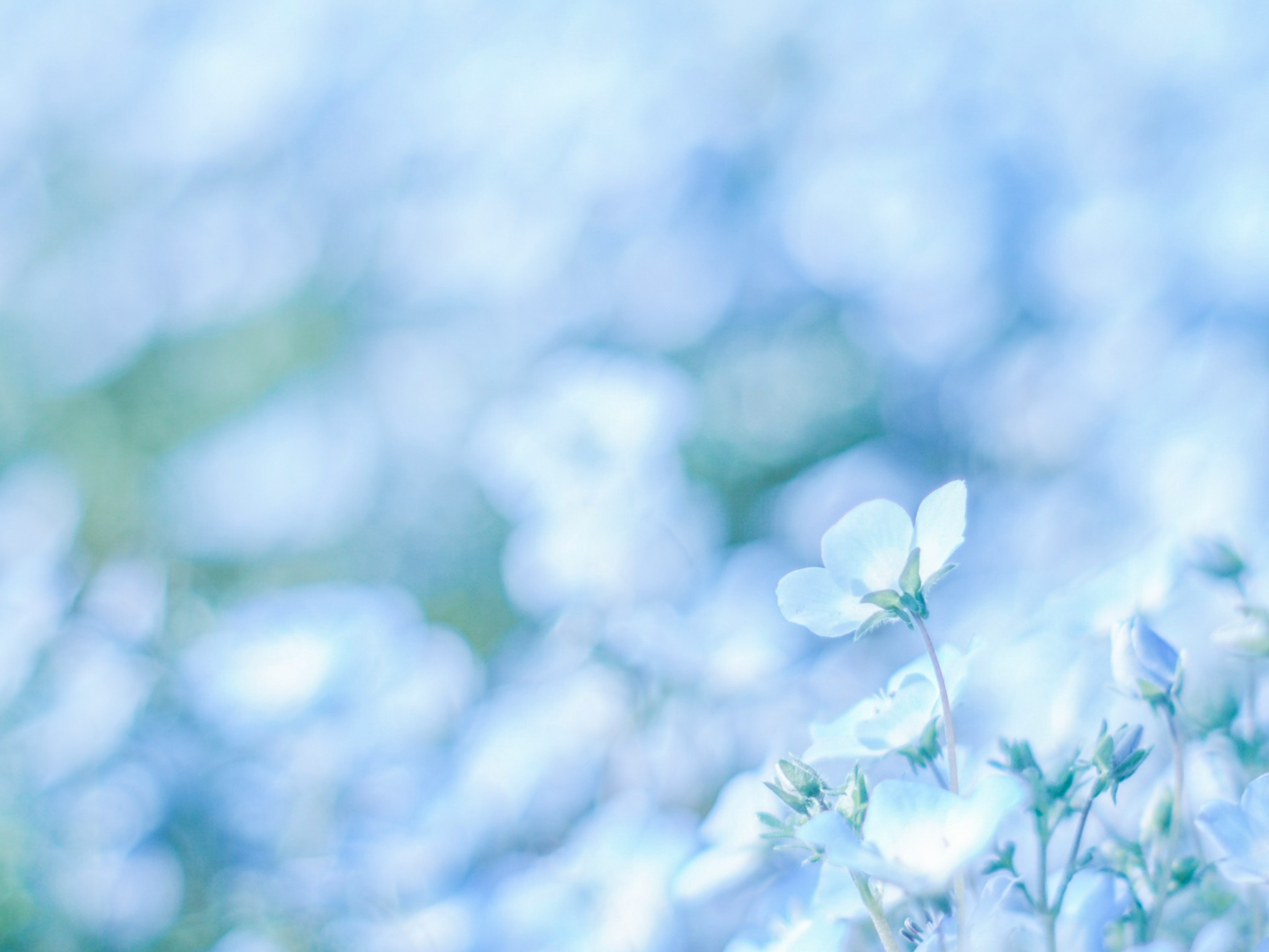 A soft focus image of pale blue flowers in a lush field