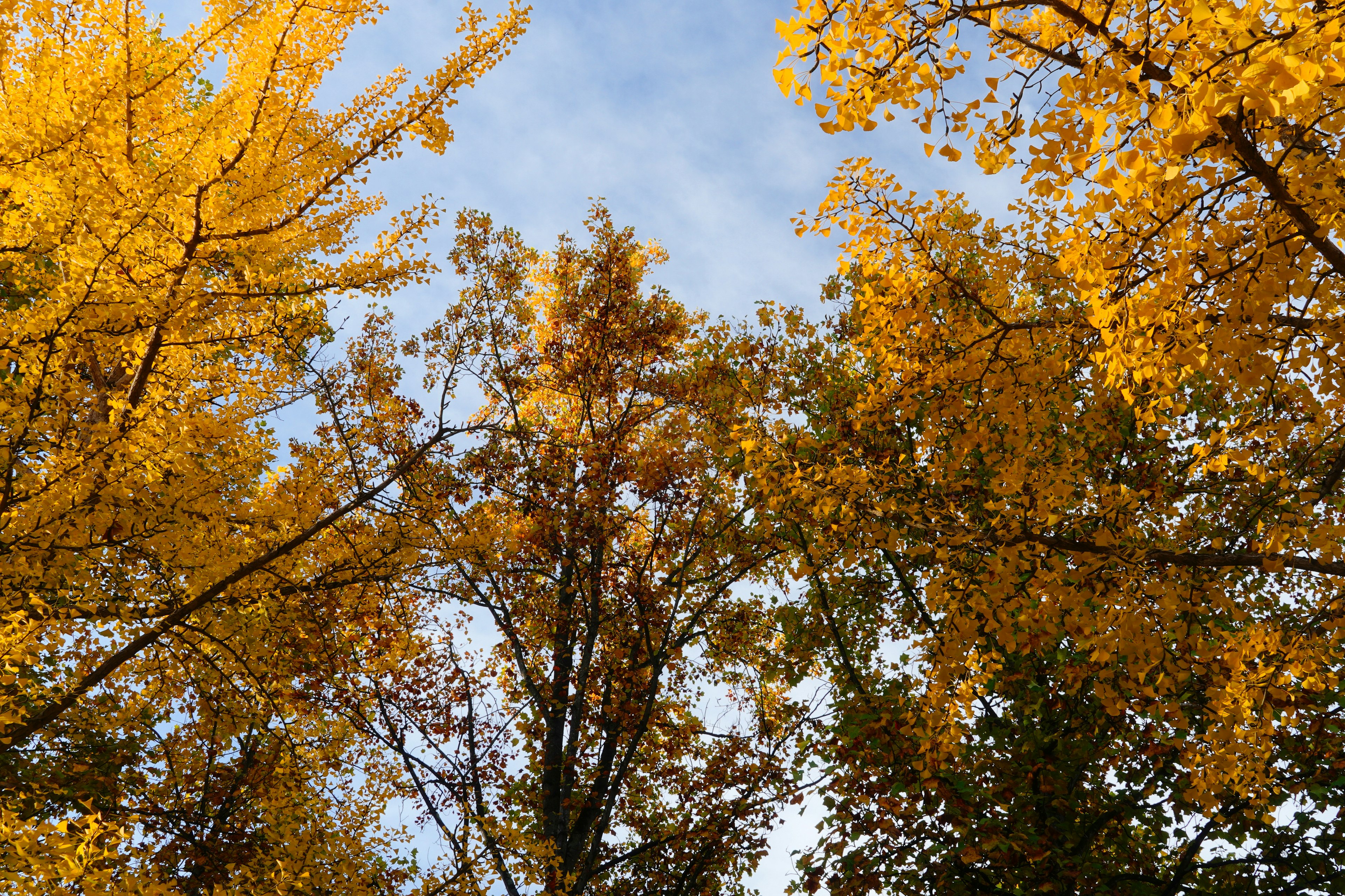 View of trees with bright yellow autumn leaves against a blue sky