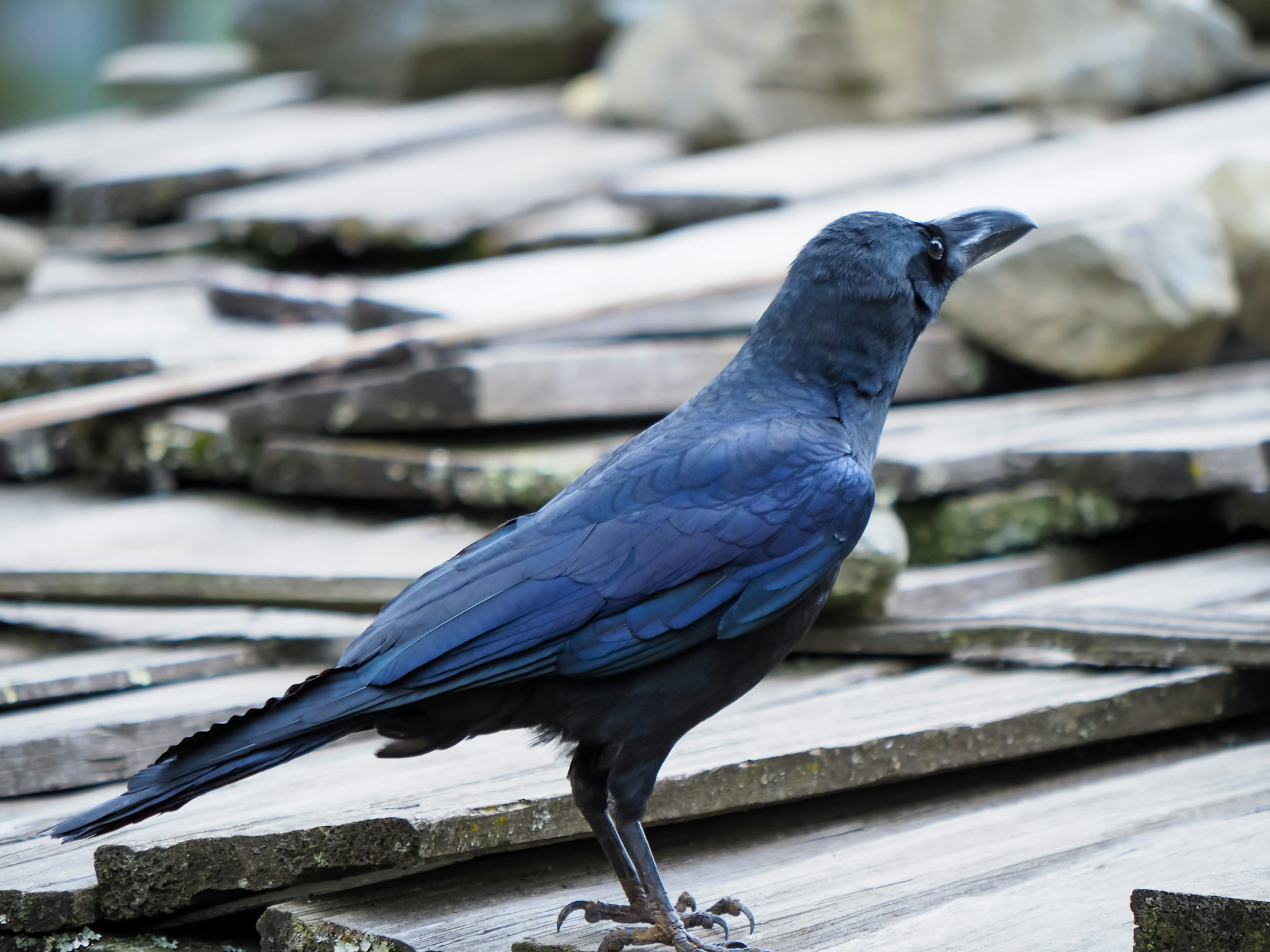 A black crow standing on a stack of wooden planks