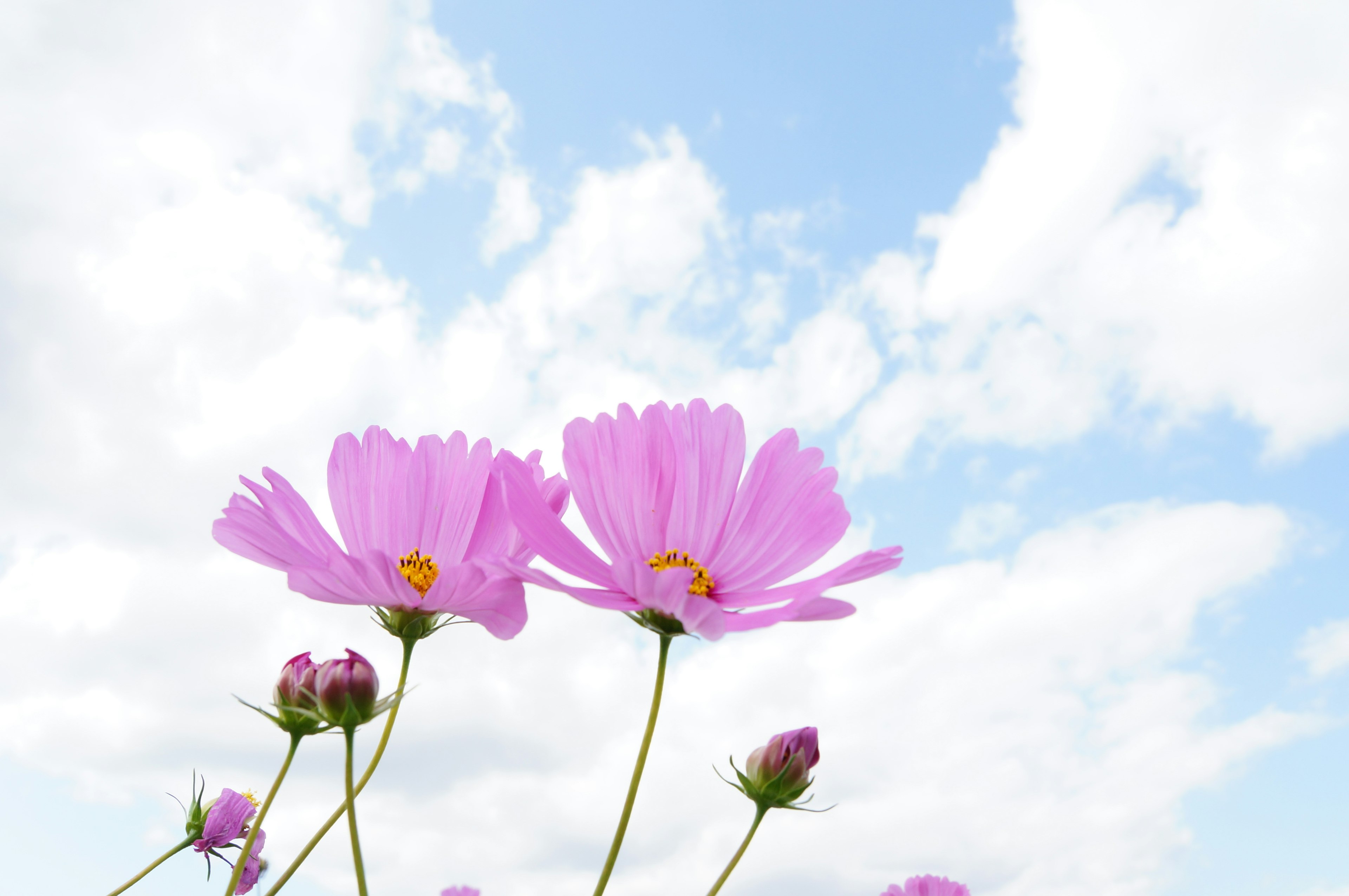 青空と白い雲の背景に咲くピンクの花々