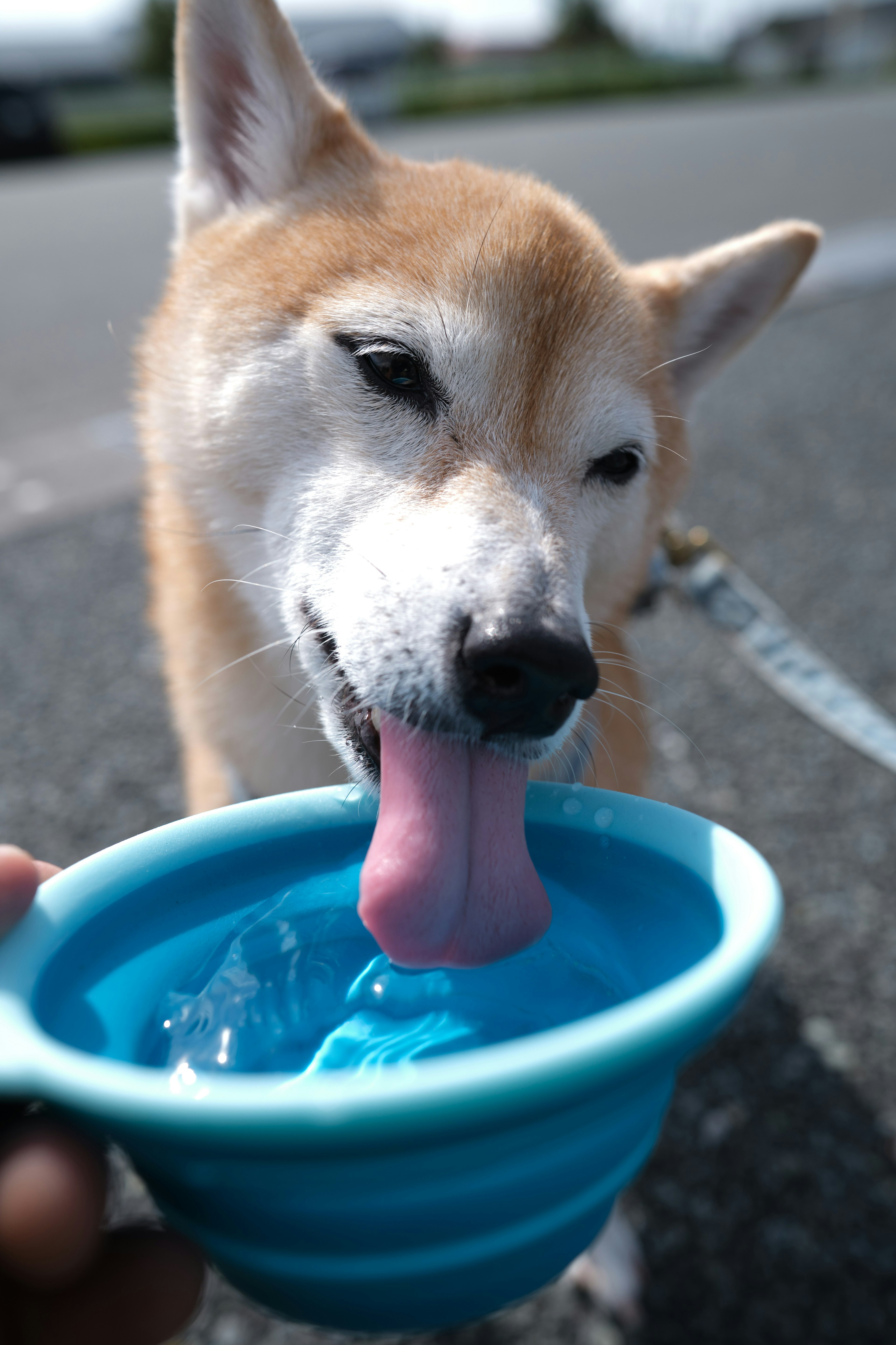 Close-up of a Shiba Inu drinking water from a blue bowl with ice