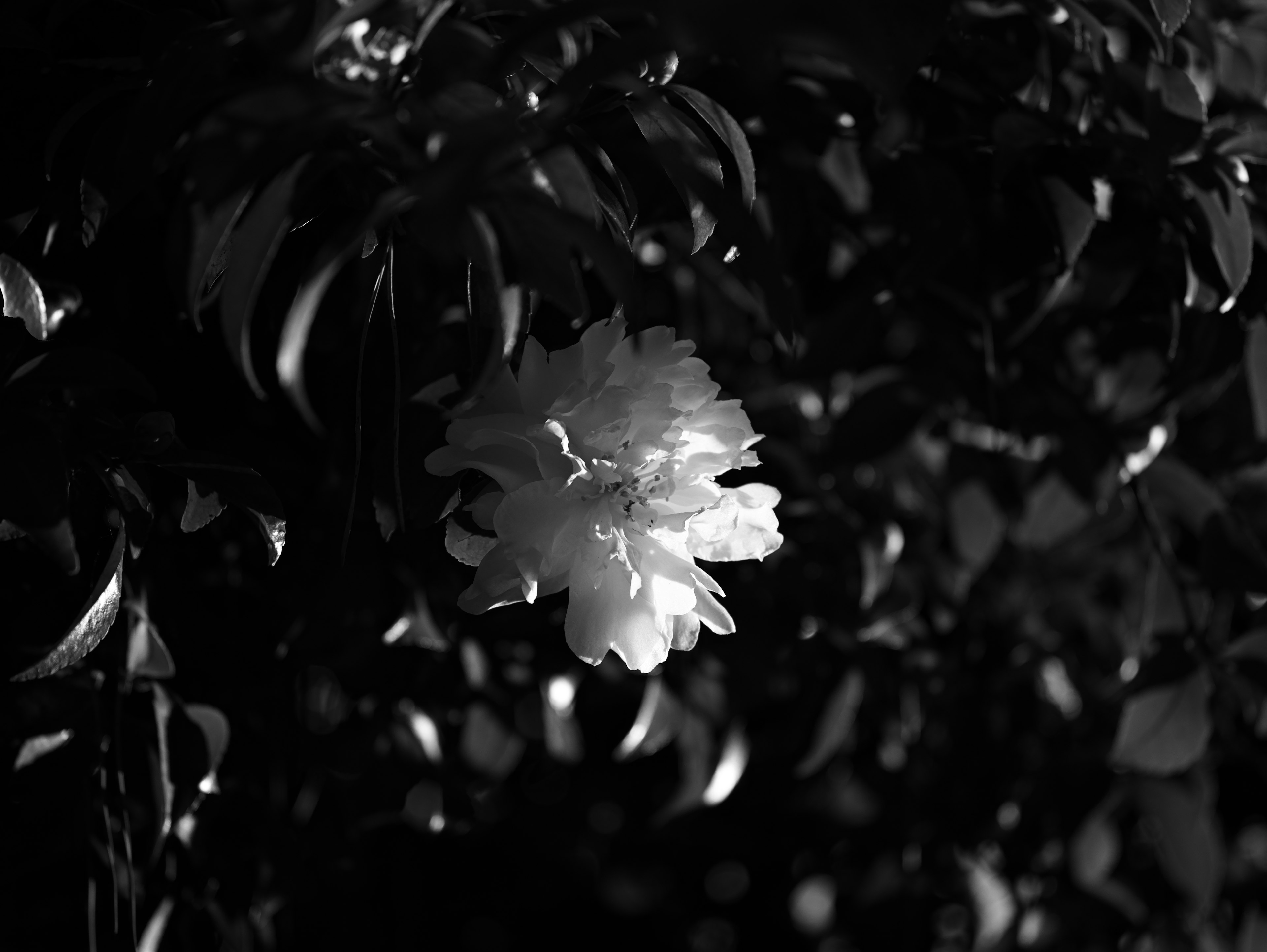 Monochrome image featuring a white flower contrasting against dark leaves