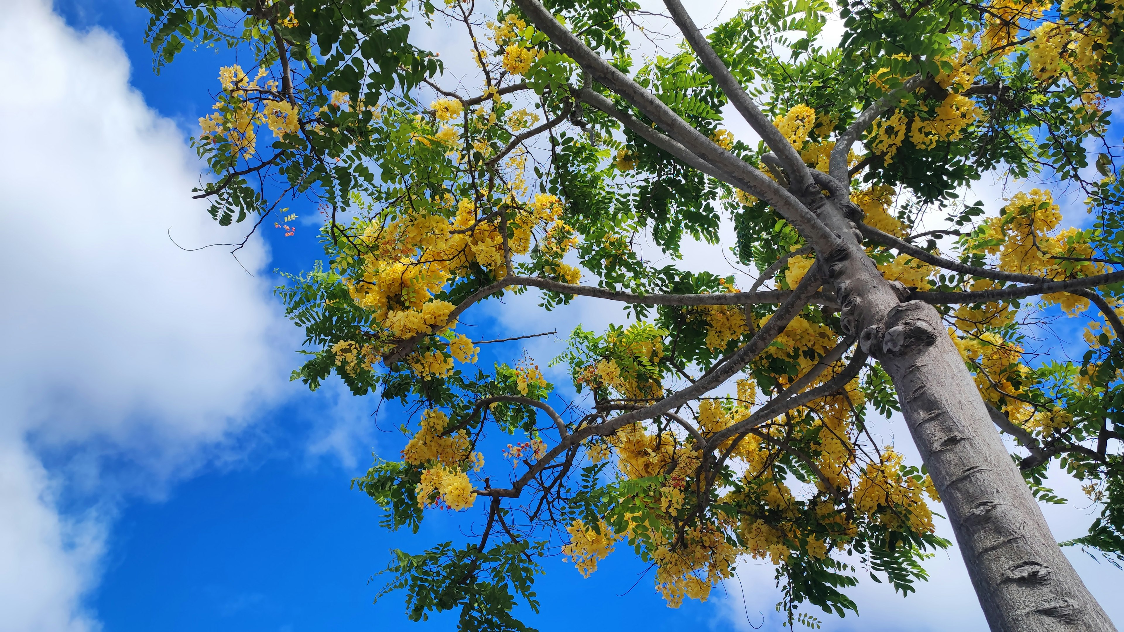 Un árbol floreciendo con flores amarillas bajo un cielo azul