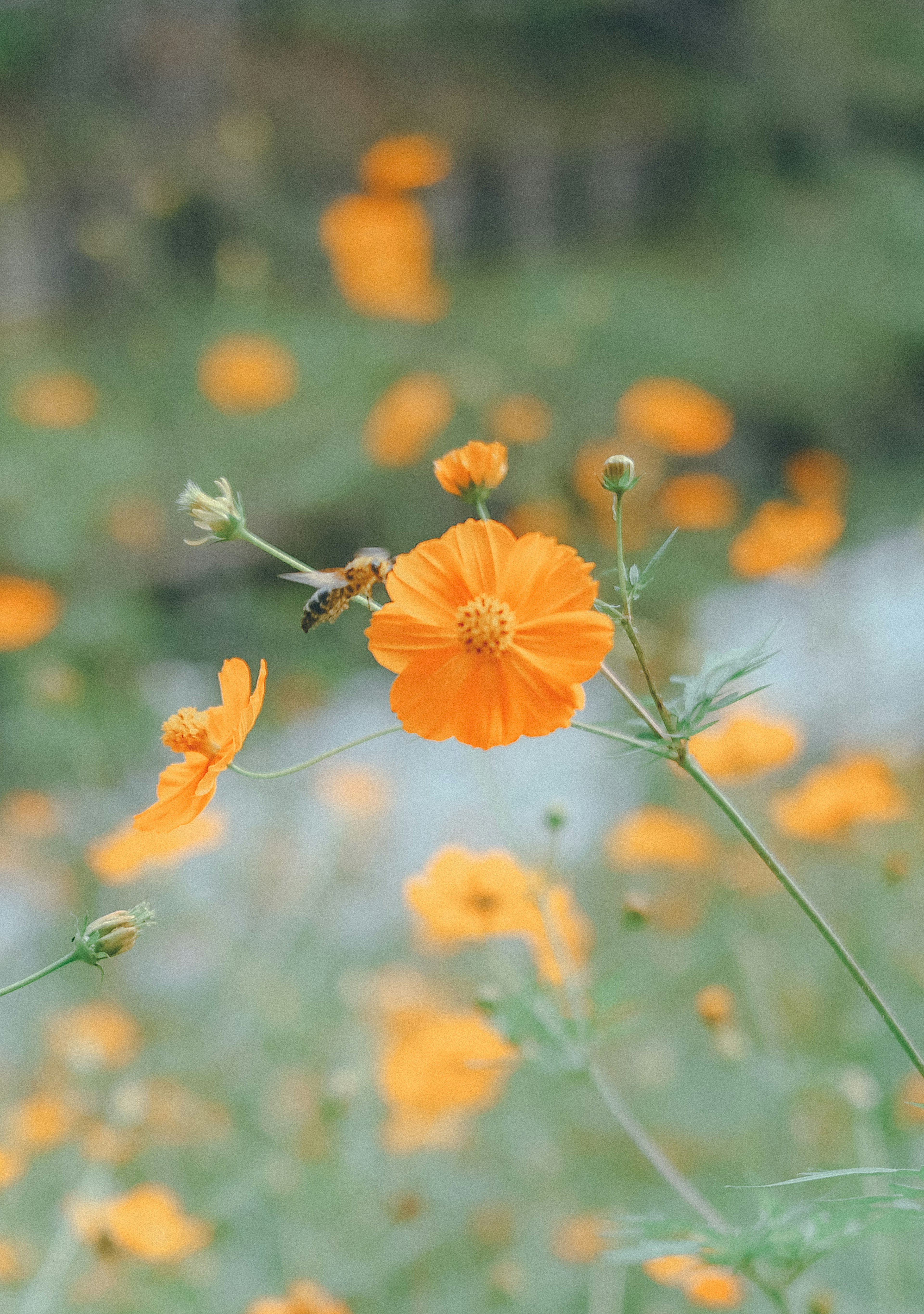 A close-up of a vibrant orange flower surrounded by a field of similar blooms