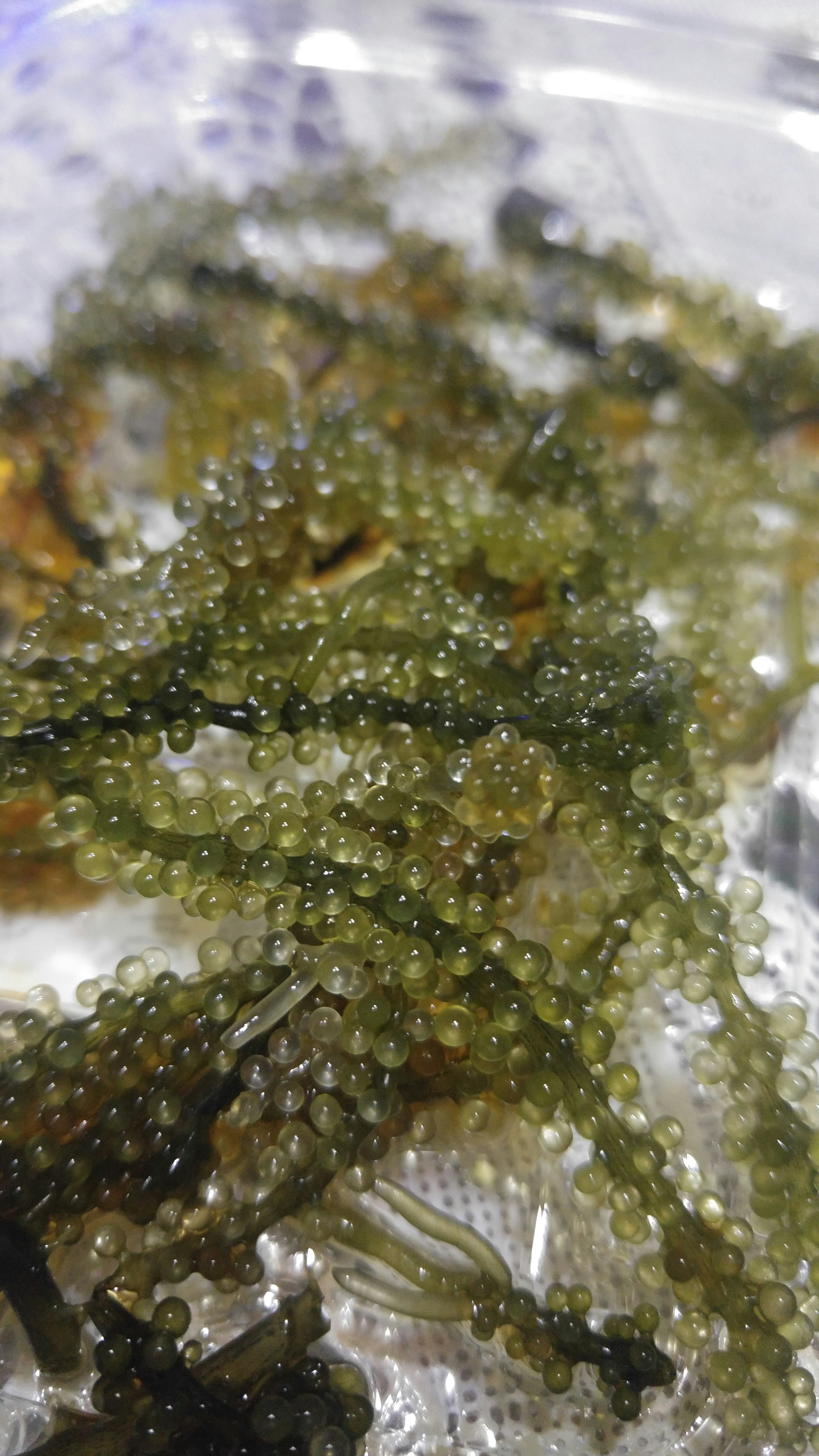 Green seaweed-like food arranged on a plate