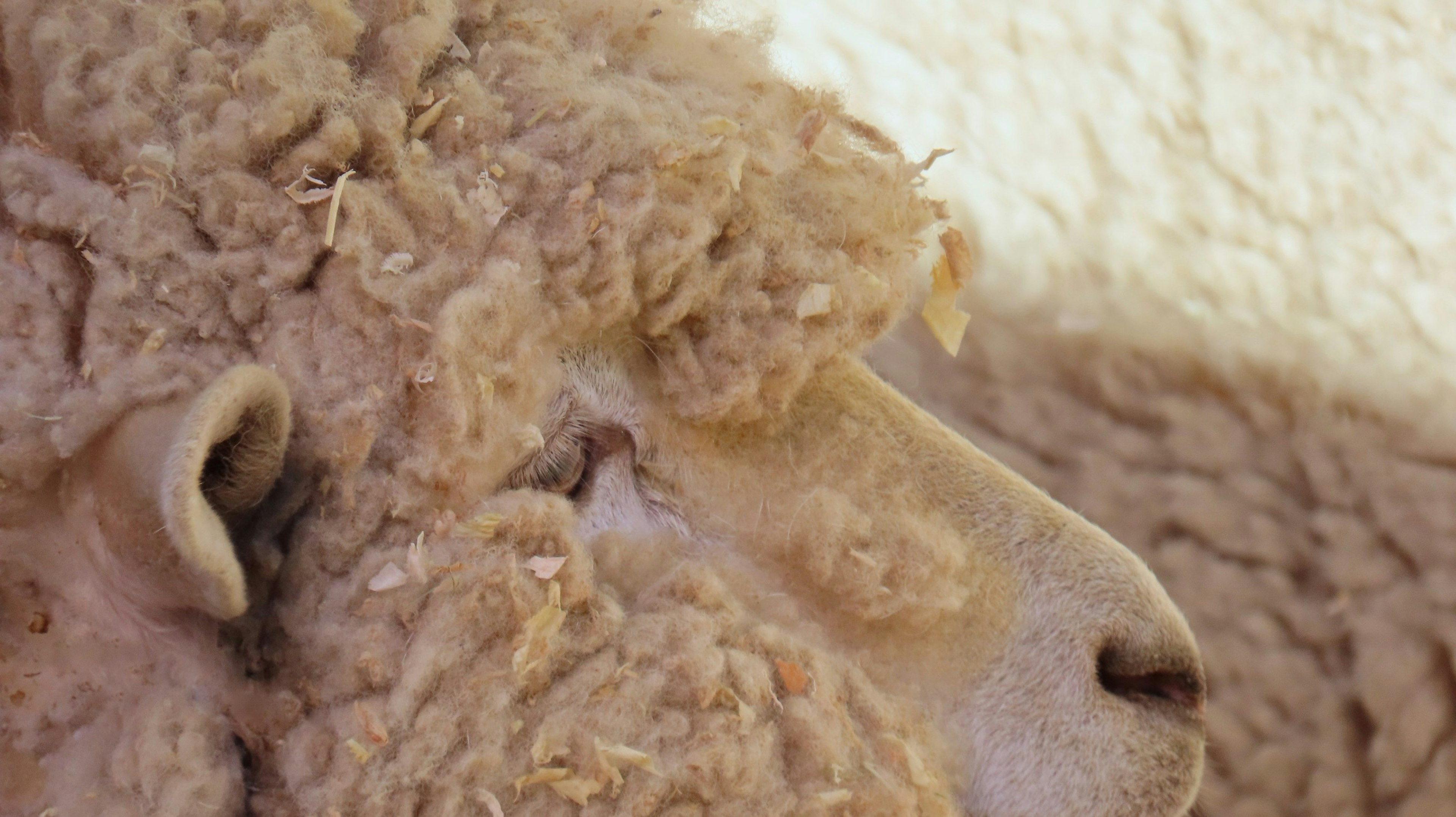 Close-up of a sheep's face featuring soft wool and a gentle expression