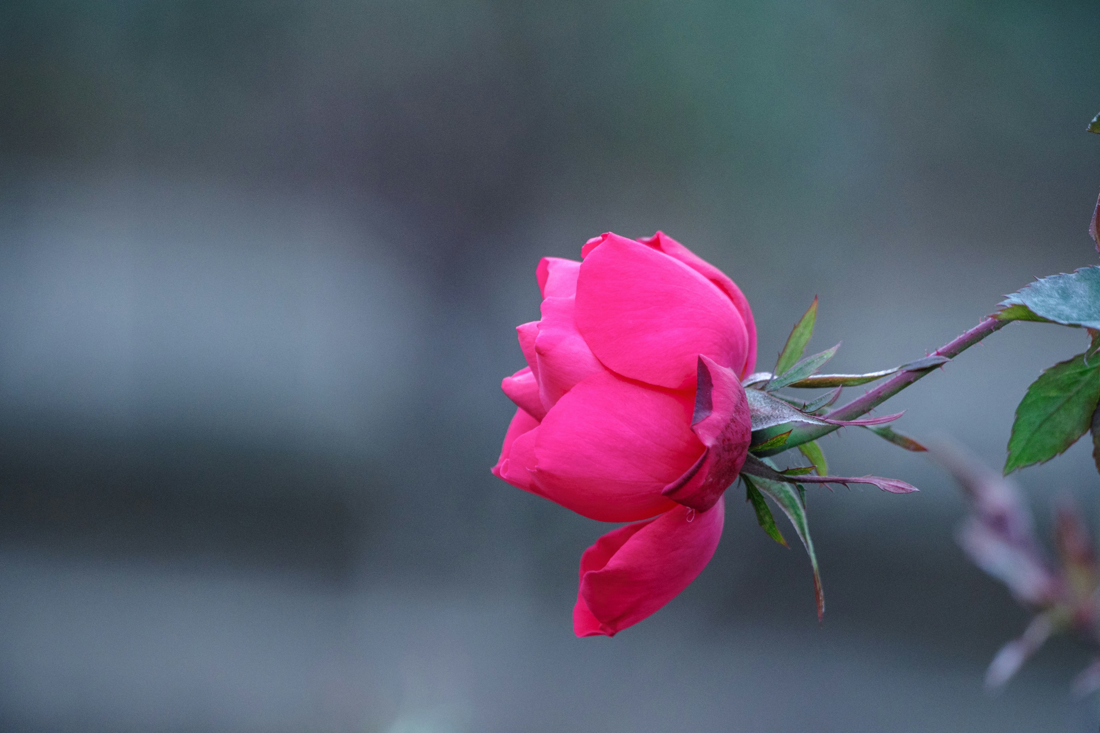 Una rosa rosa vibrante in piena fioritura