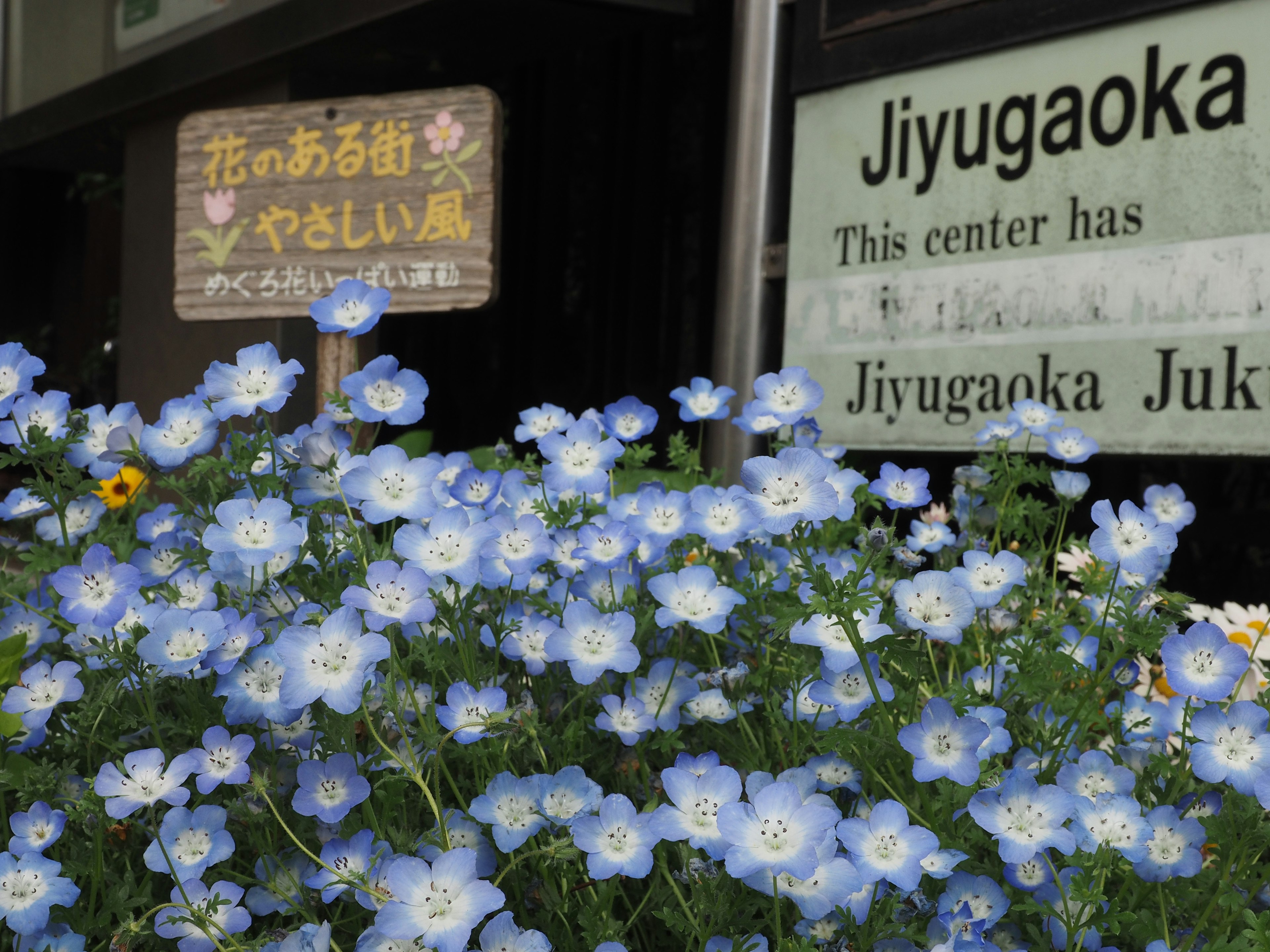 Une scène avec des fleurs bleues et des panneaux à Jiyugaoka