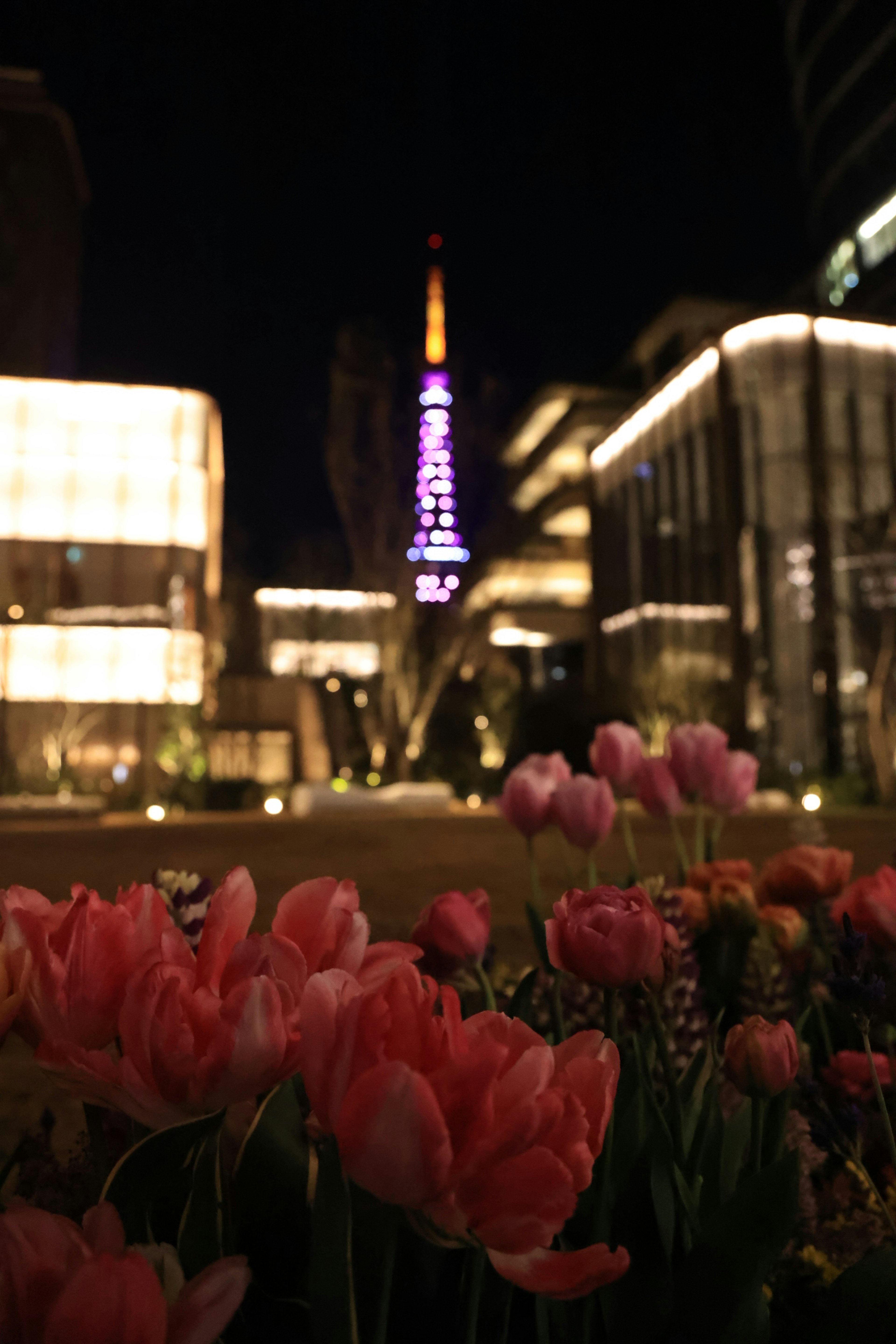 夜景の中に咲くピンクのチューリップと背景の東京タワー