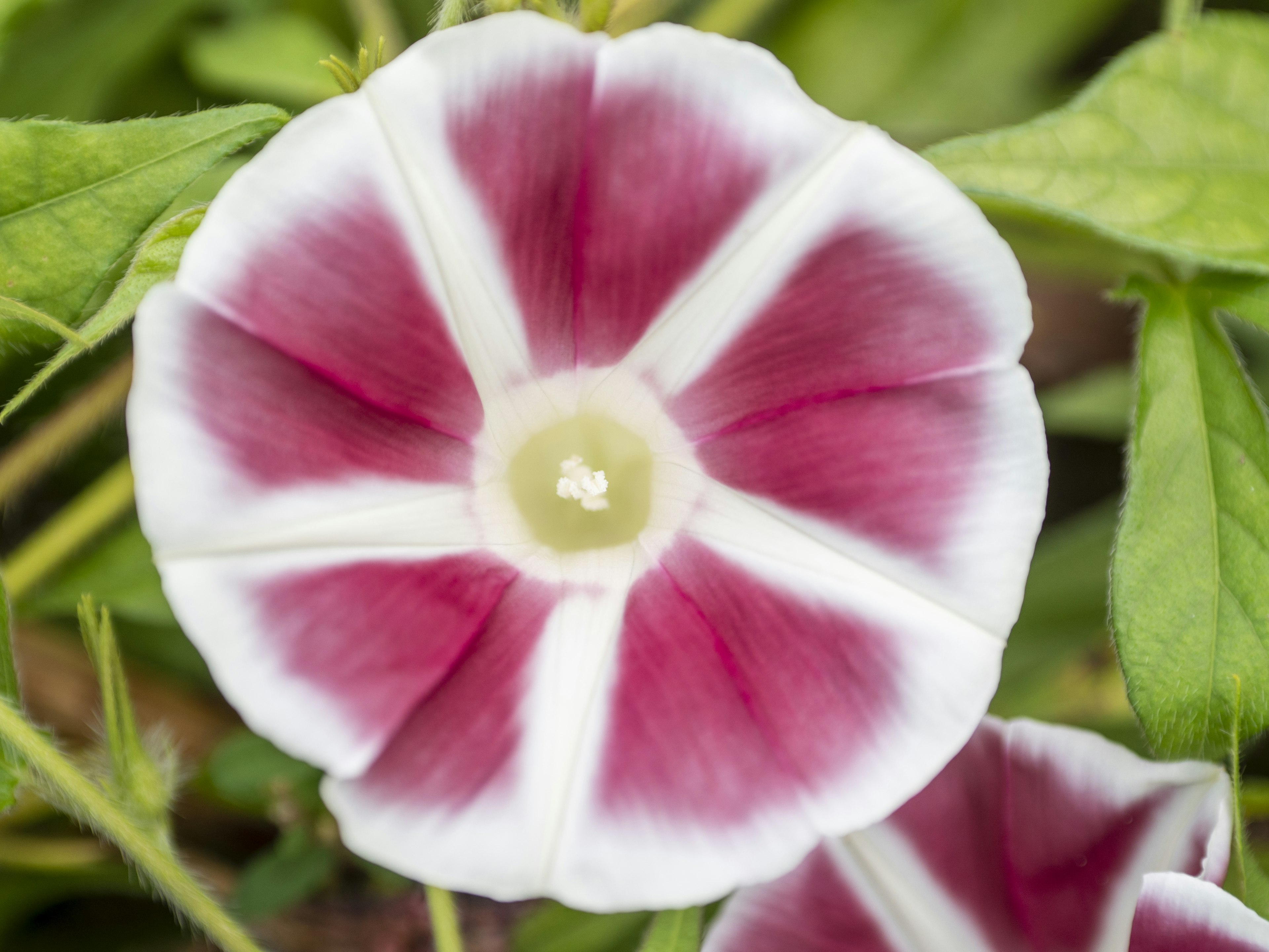 Gros plan d'une fleur avec des pétales rayés blancs et rouges