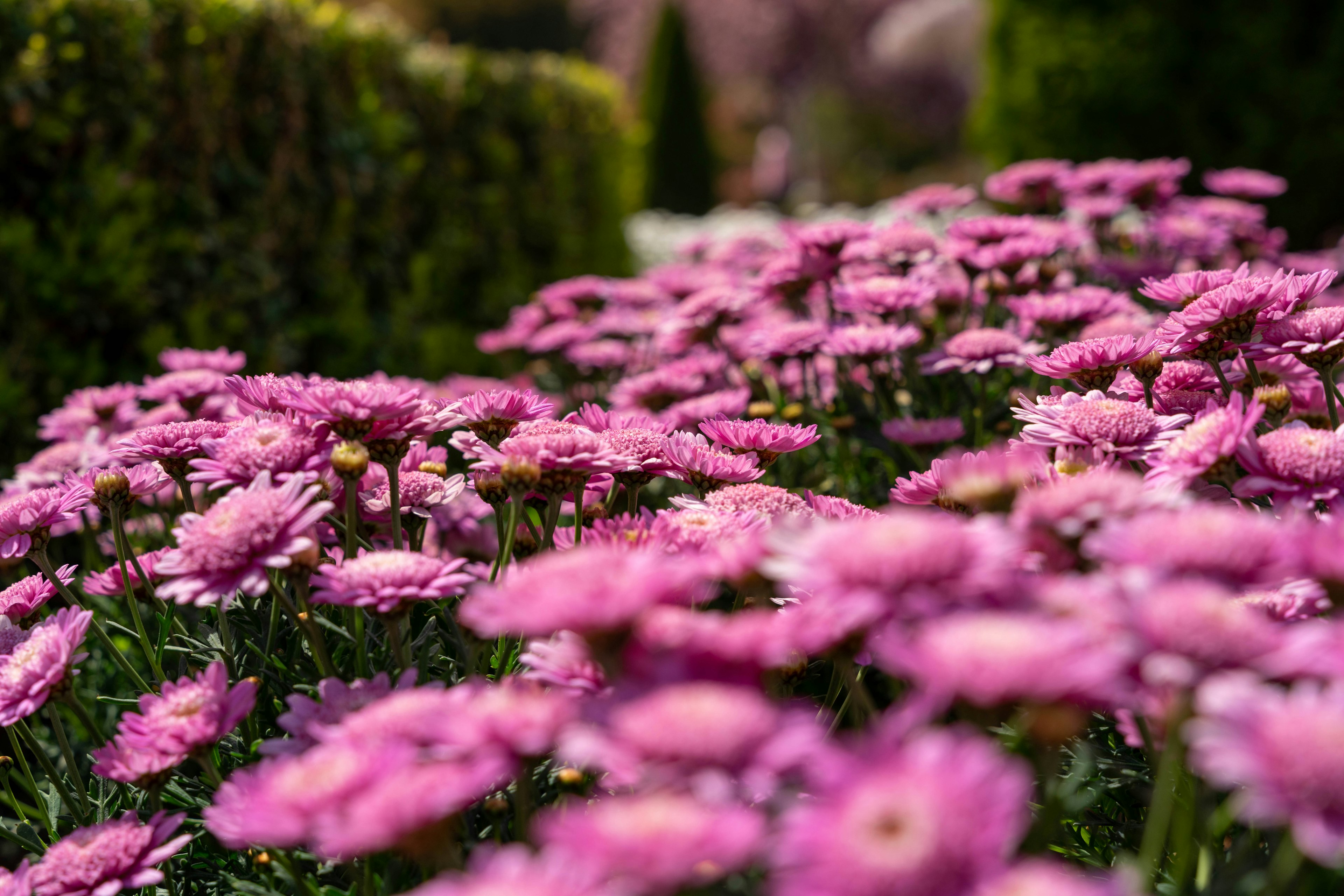 Pemandangan taman yang indah dipenuhi bunga pink yang mekar