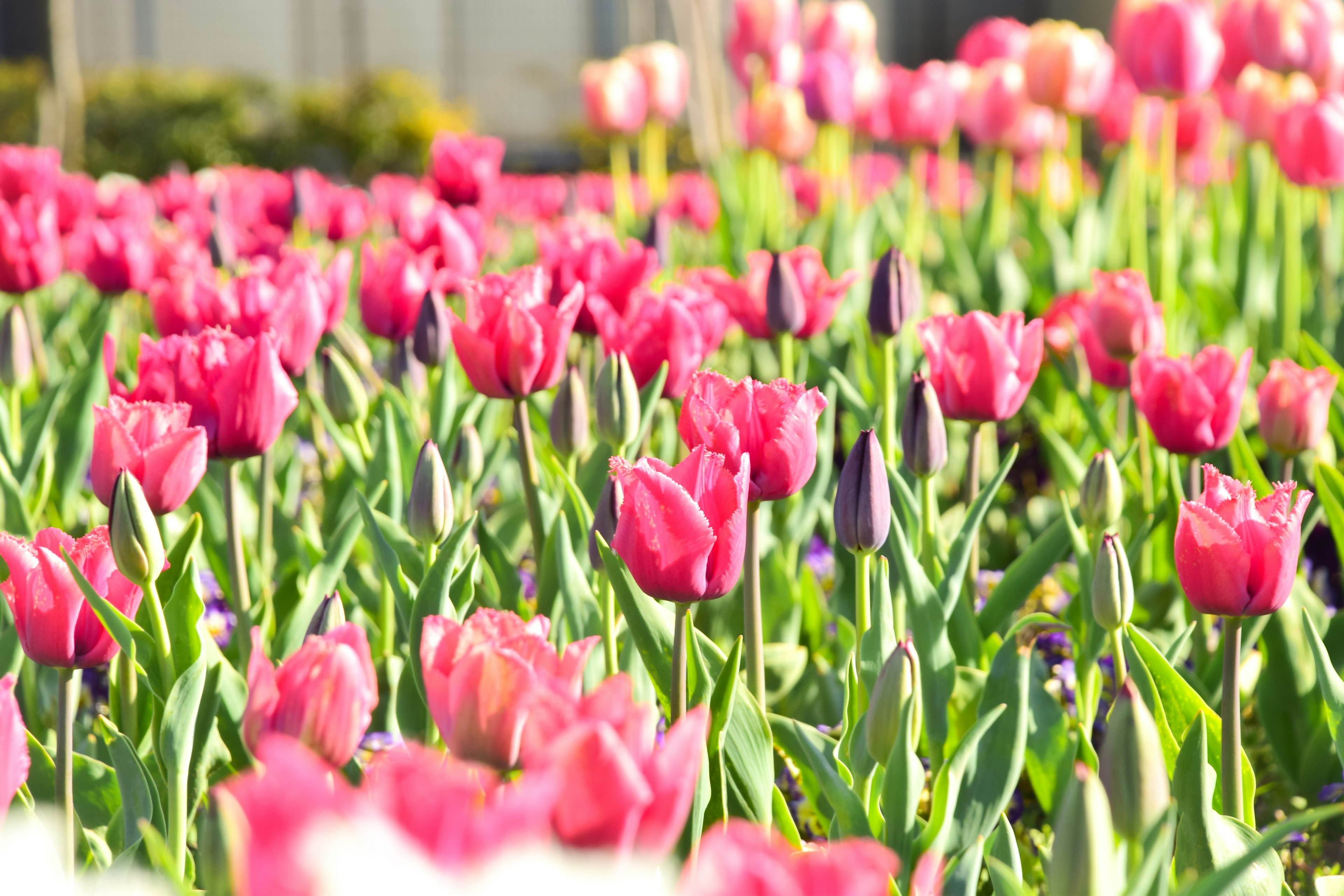 Tulipes colorées en fleurs dans un jardin