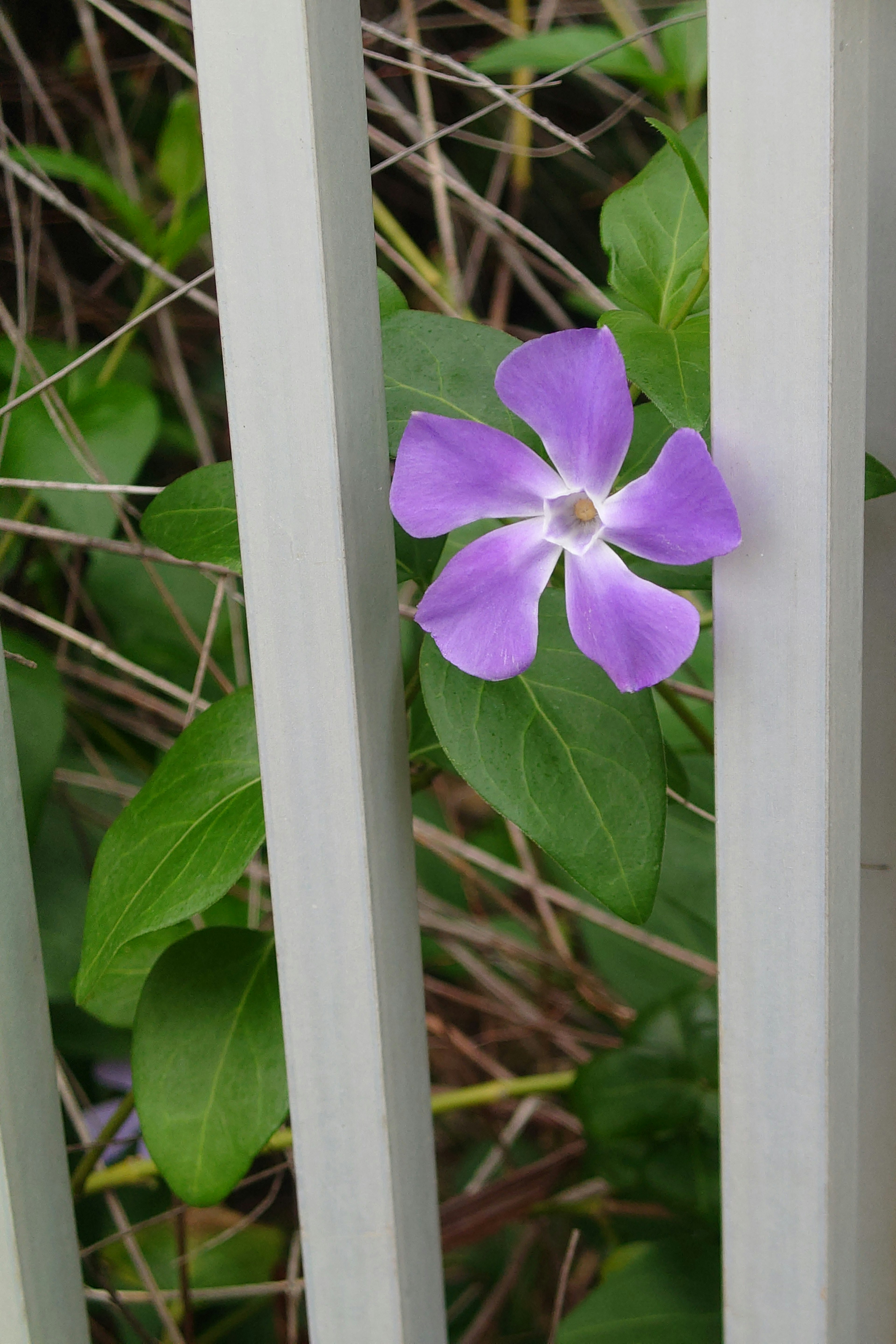 紫色の花がフェンスの隙間から見える