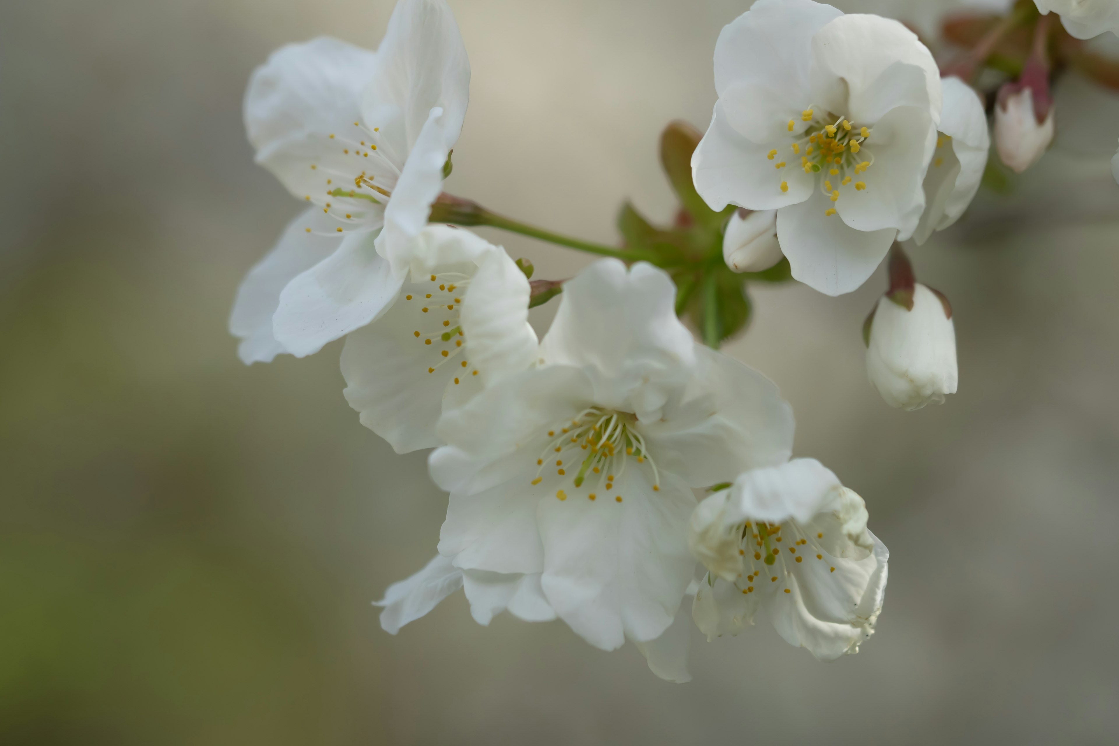 Nahaufnahme von weißen Blumen, die an einem Zweig blühen