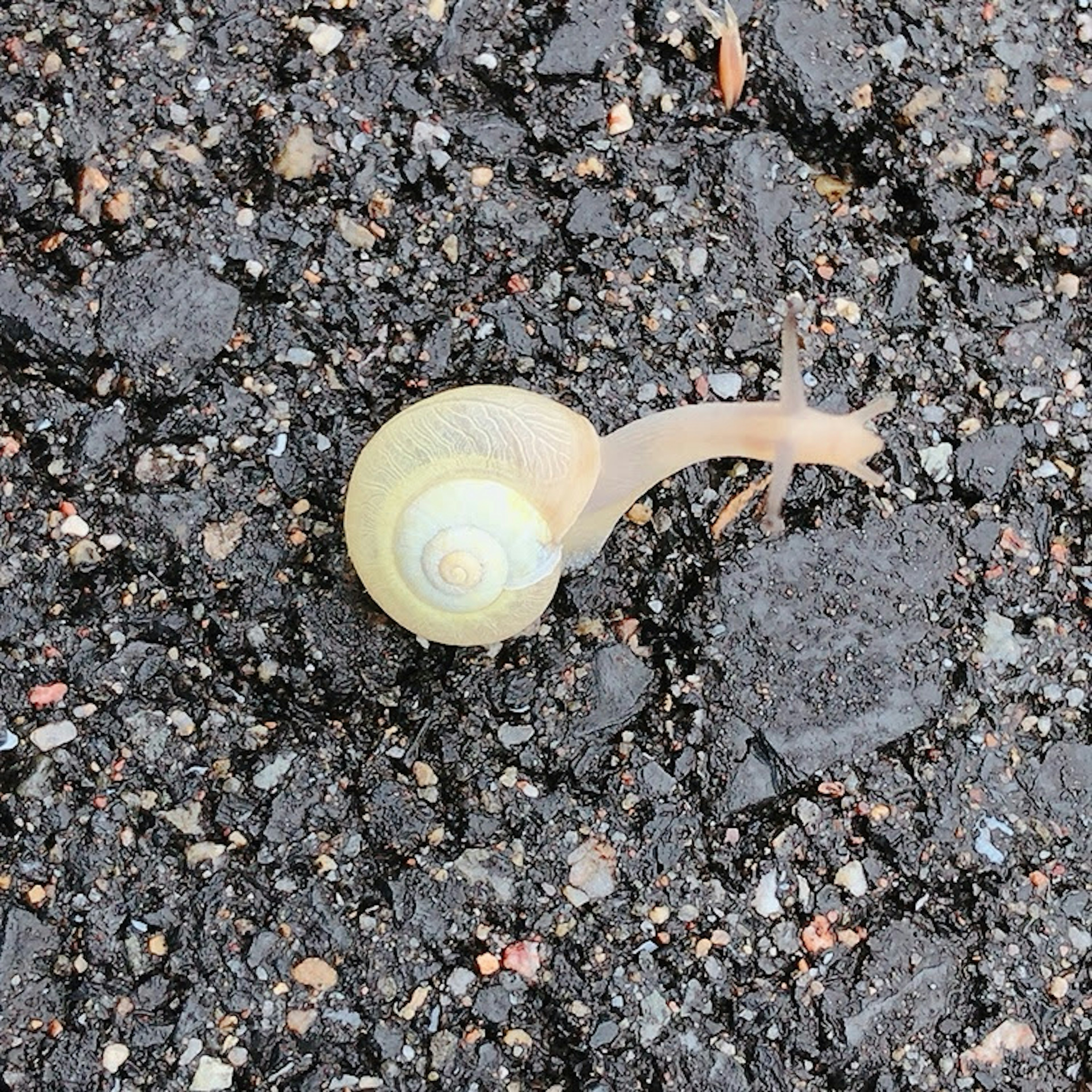 Light-colored snail on the ground with its tentacles