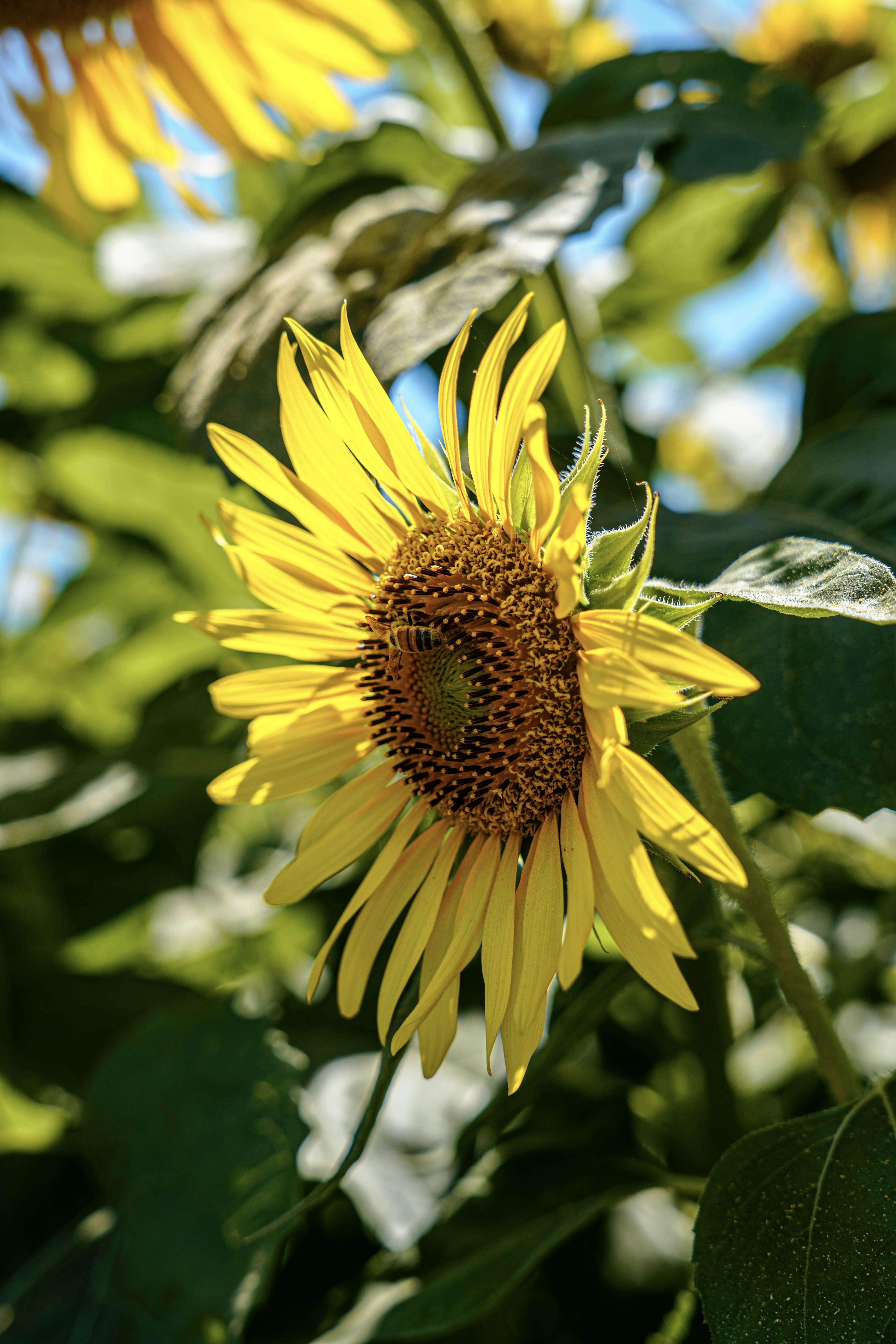 Tournesol jaune vif avec un centre texturé et des feuilles vertes