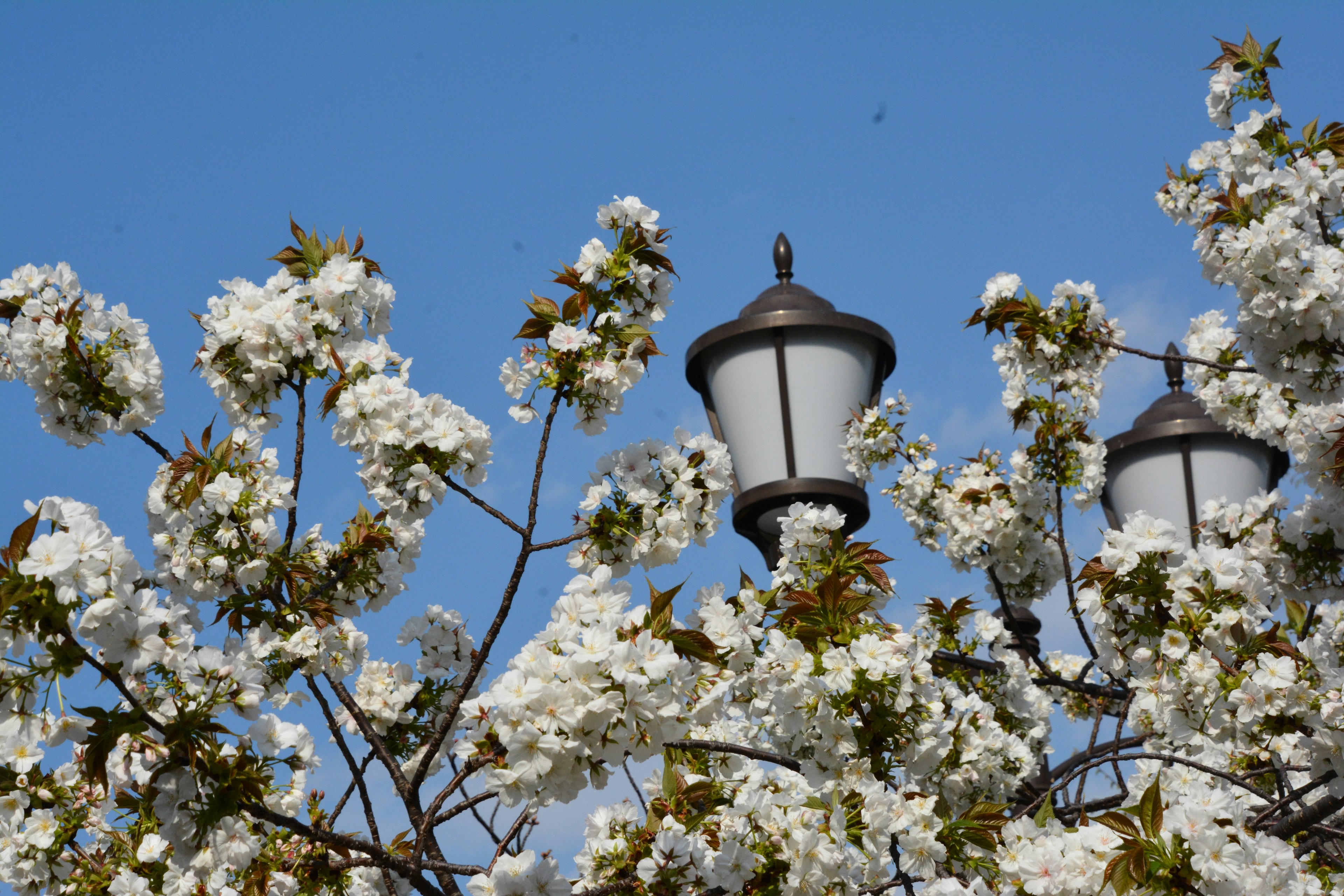 Schöne Aussicht auf weiße Blumen und Straßenlaternen unter einem blauen Himmel