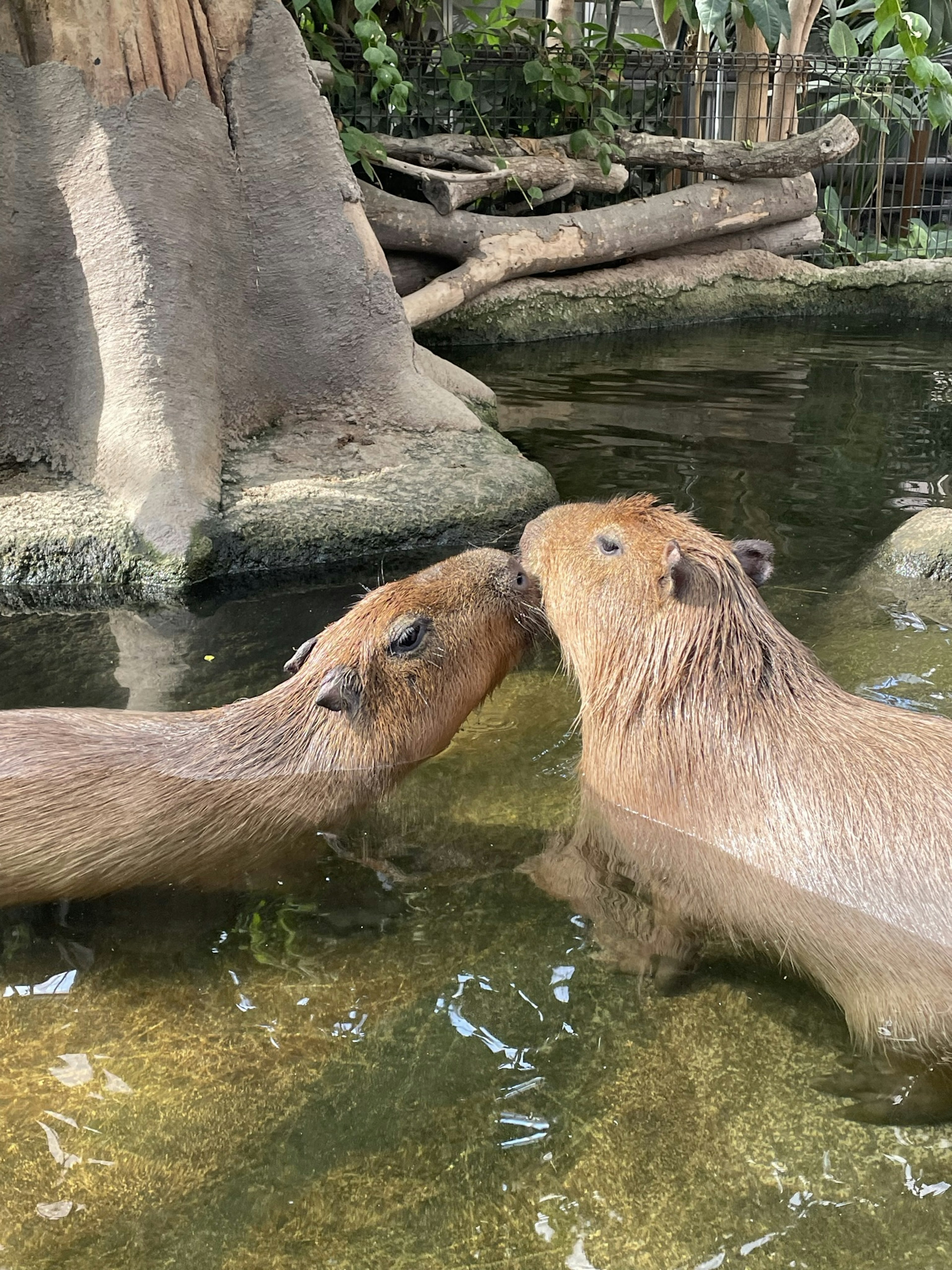 水中で触れ合う二匹のカピバラ