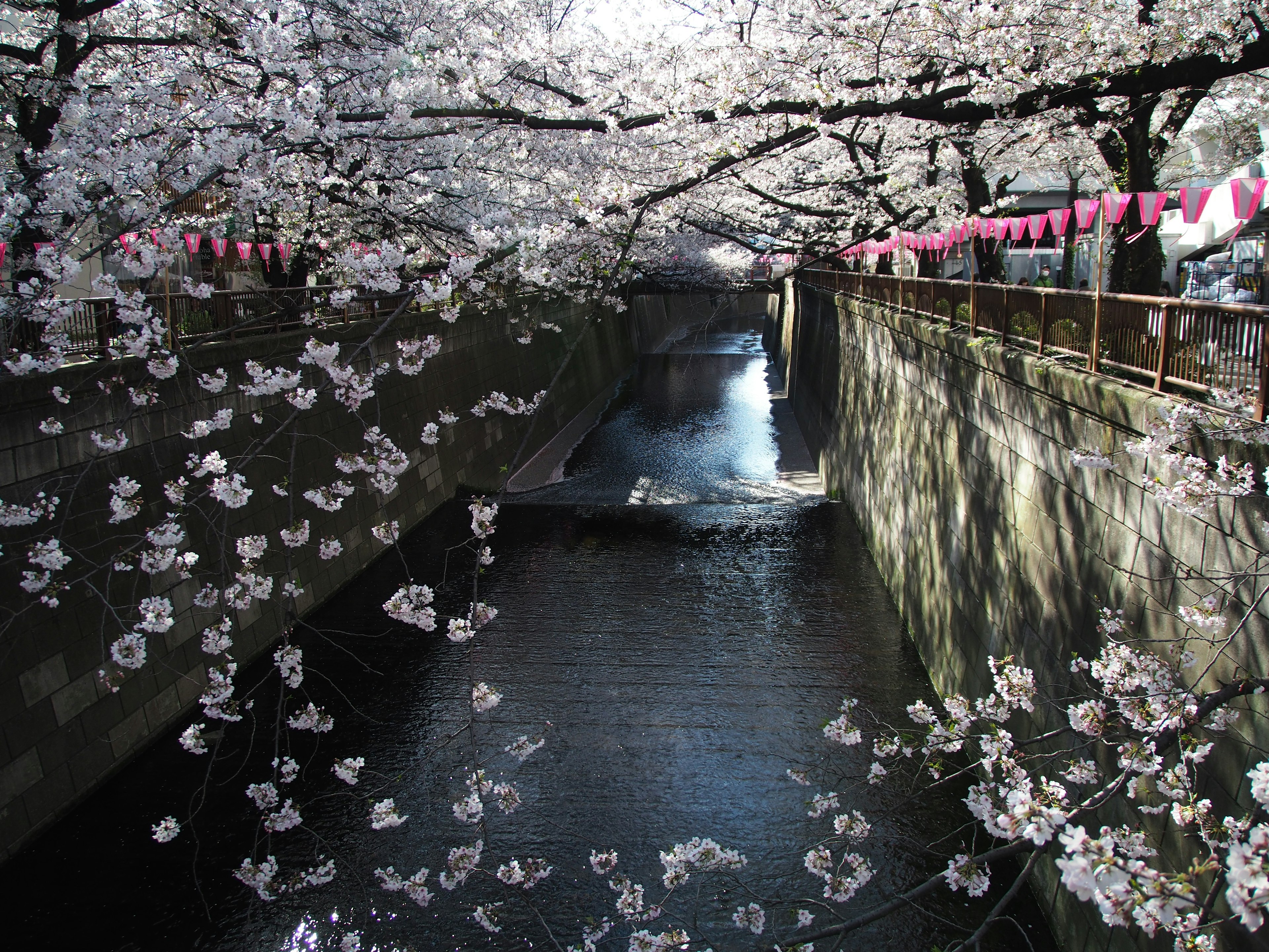 Vista escénica de cerezos en flor a lo largo de un río con hermosas reflexiones