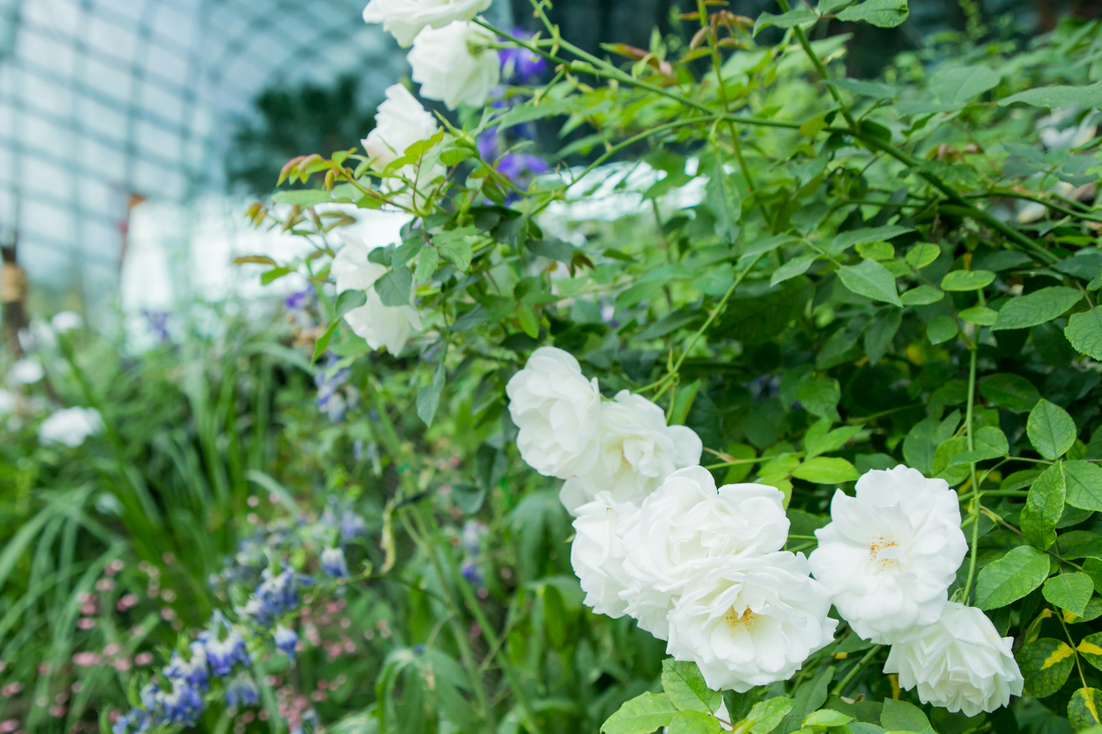 Lush garden scene featuring white roses and vibrant greenery